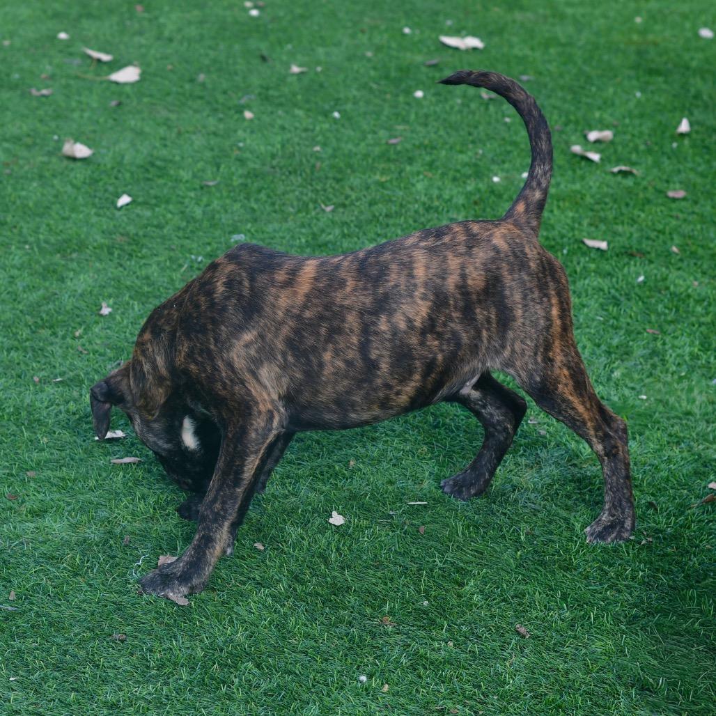 Peppermint, Adoptable, Puppy Male Mixed Breed.