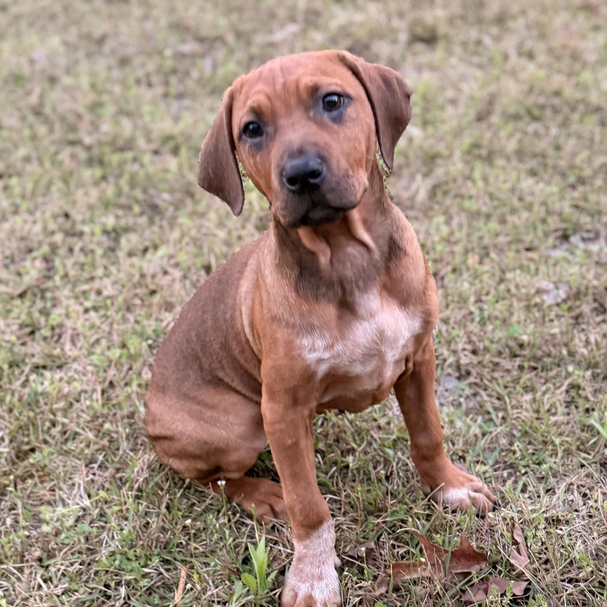 Xena, adopted, Puppy Female Boxer & Bulldog.
