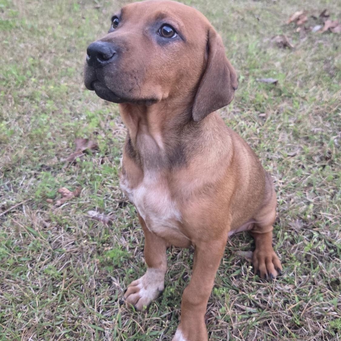 Enlarge Xena, an adopted mixed breed in Hartford, CT image 6/6