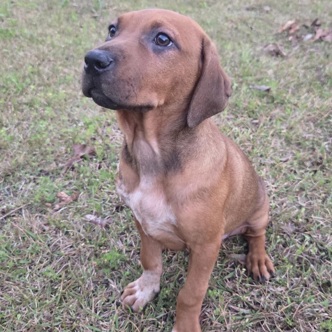 Enlarge Xena, an adopted mixed breed in Hartford, CT image 4/6