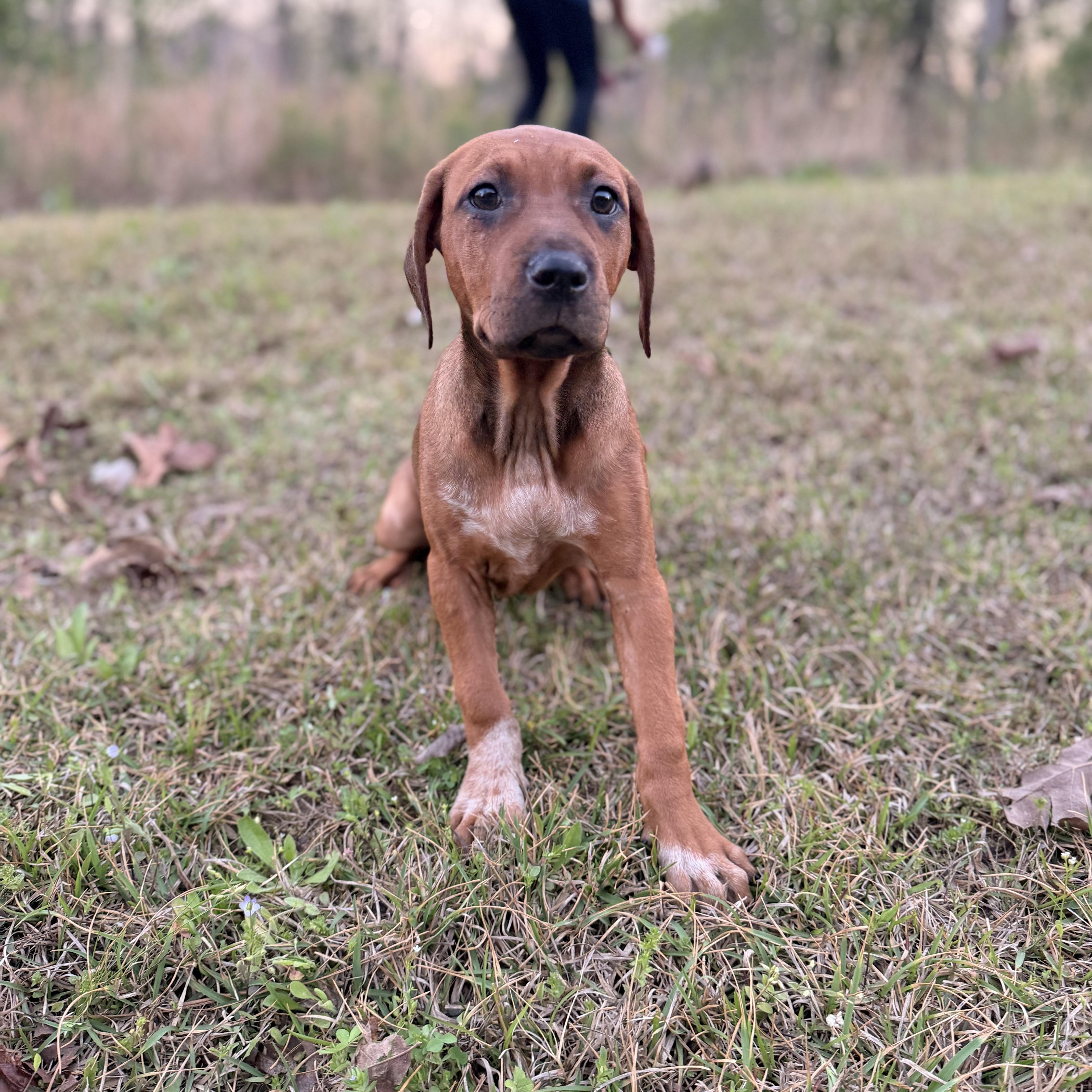 Enlarge Xena, an adopted mixed breed in Hartford, CT image 2/6
