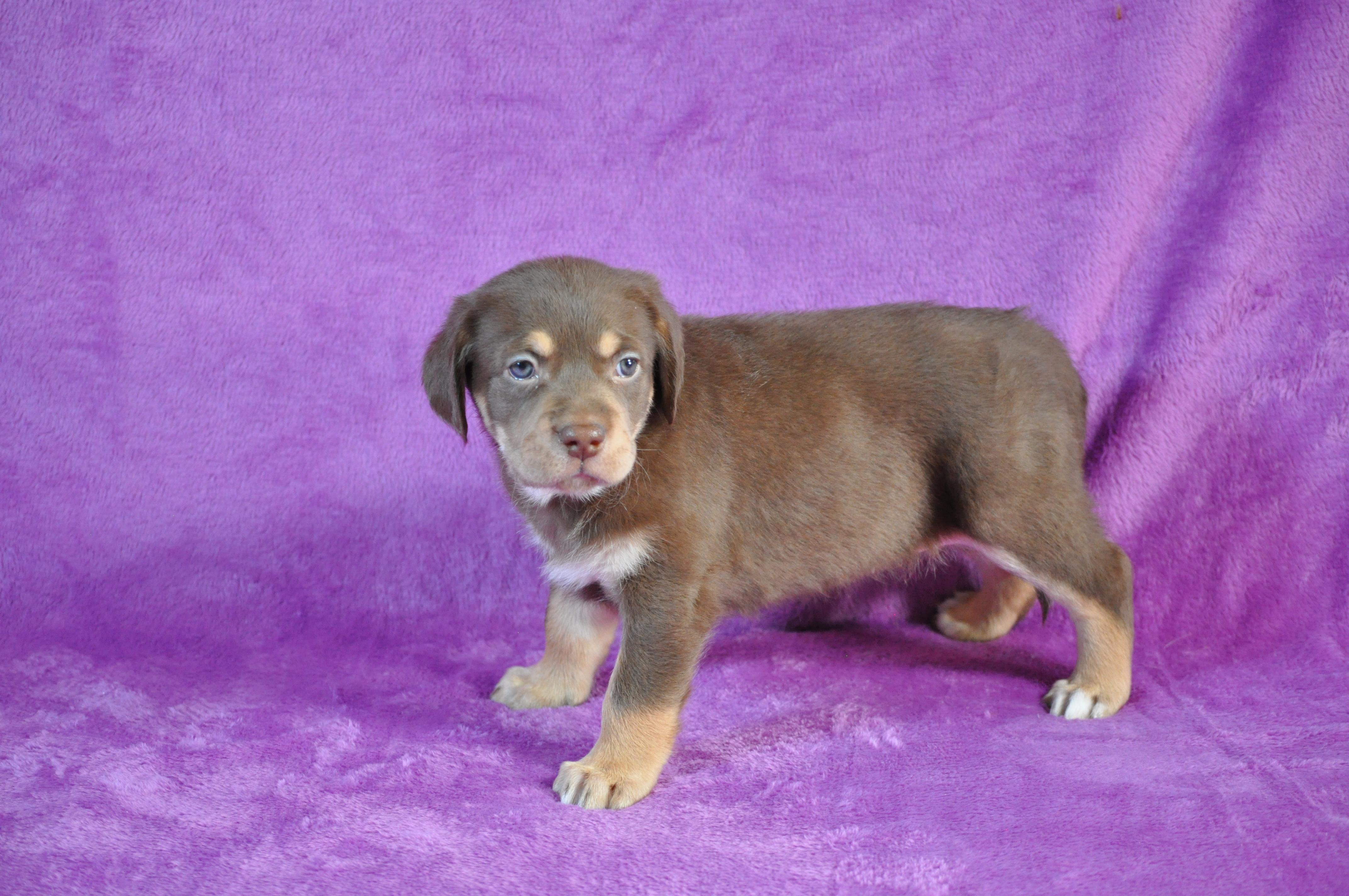 Elin, ADOPTABLE, Puppy Female Labrador Retriever.