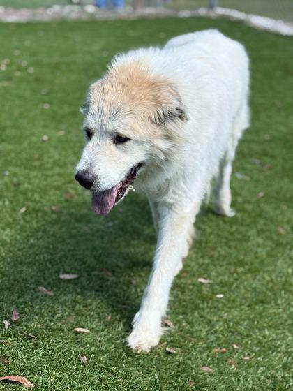 Gidget - 1, a Adoptable Great Pyrenees in Daytona Beach, FL image 1/2