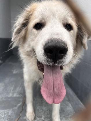 Gidget - 1, a Adoptable Great Pyrenees in Daytona Beach, FL image 2/2