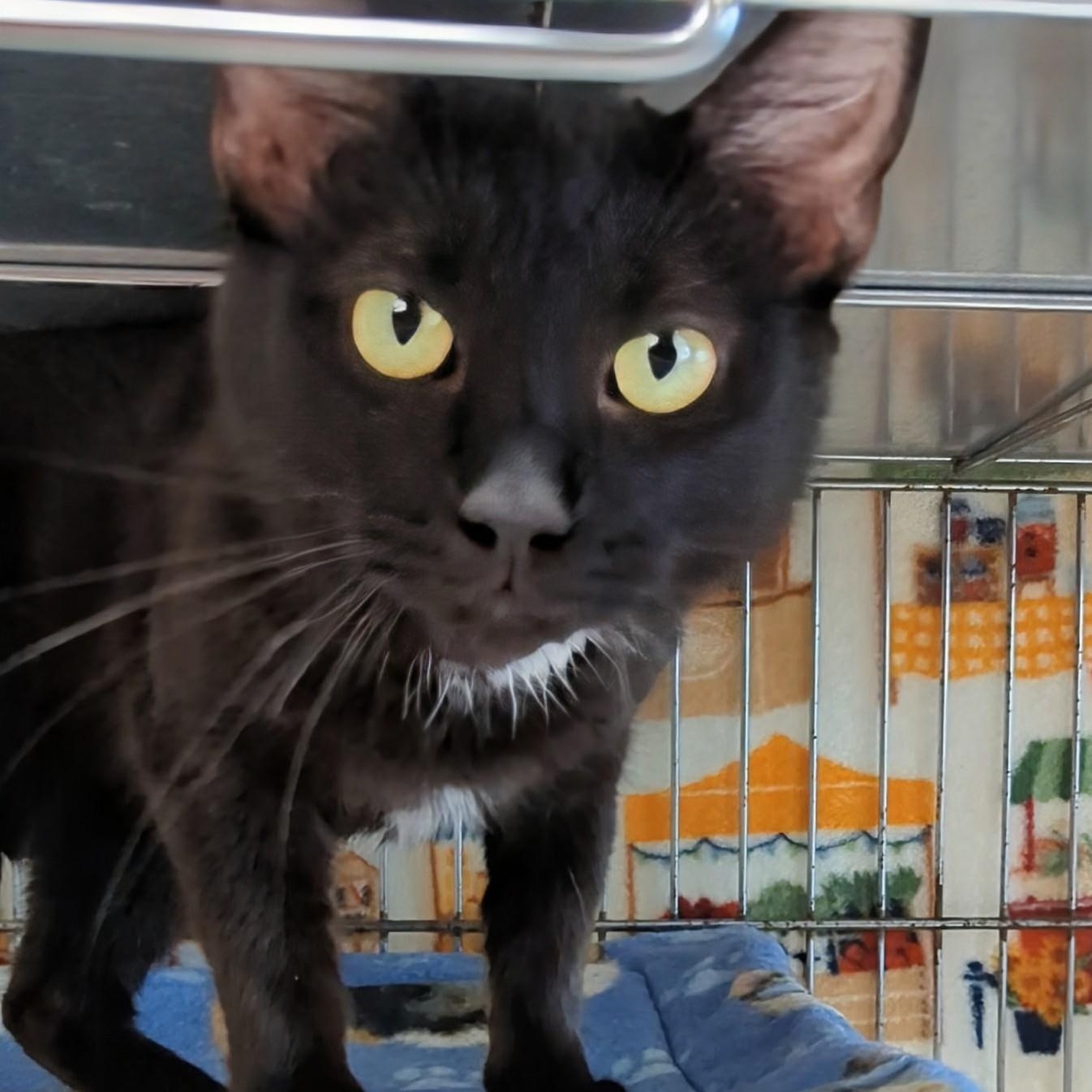 Enlarge Pegasus , a ADOPTABLE Domestic Short Hair in West Jefferson, OH image 2/6