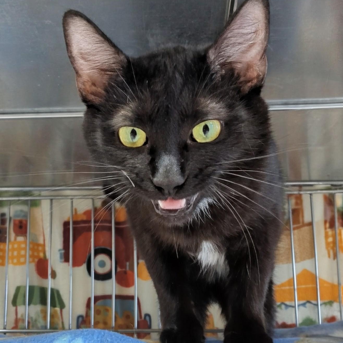 Enlarge Pegasus , a ADOPTABLE Domestic Short Hair in West Jefferson, OH image 5/6