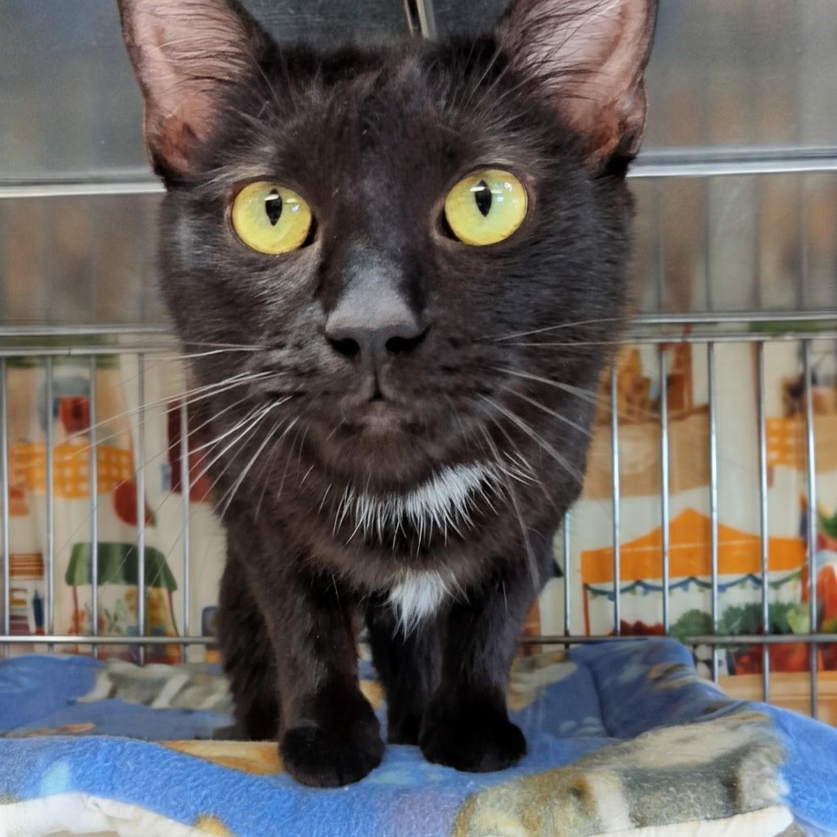 Pegasus , ADOPTABLE, Adult Female Domestic Short Hair.