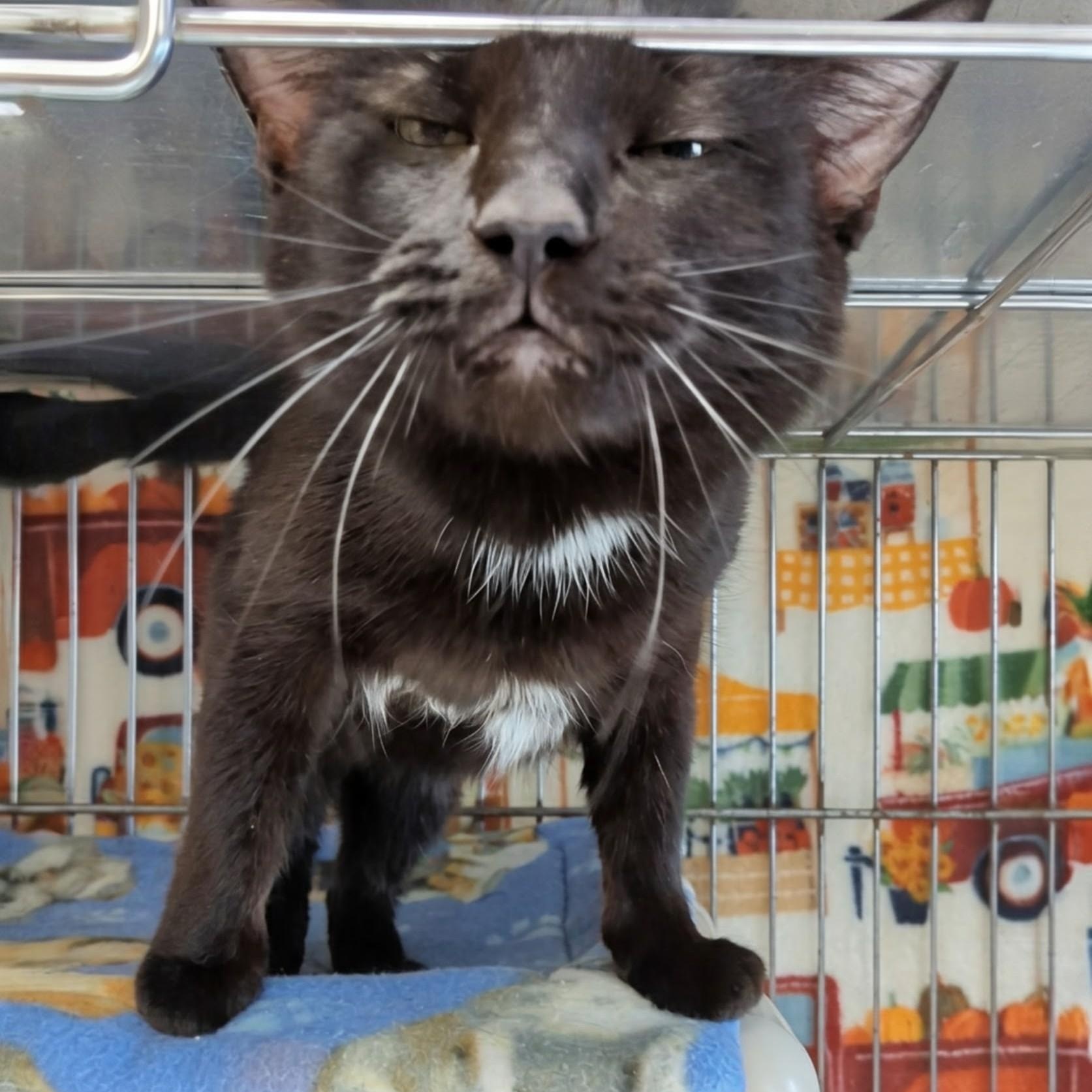 Enlarge Pegasus , a ADOPTABLE Domestic Short Hair in West Jefferson, OH image 4/6