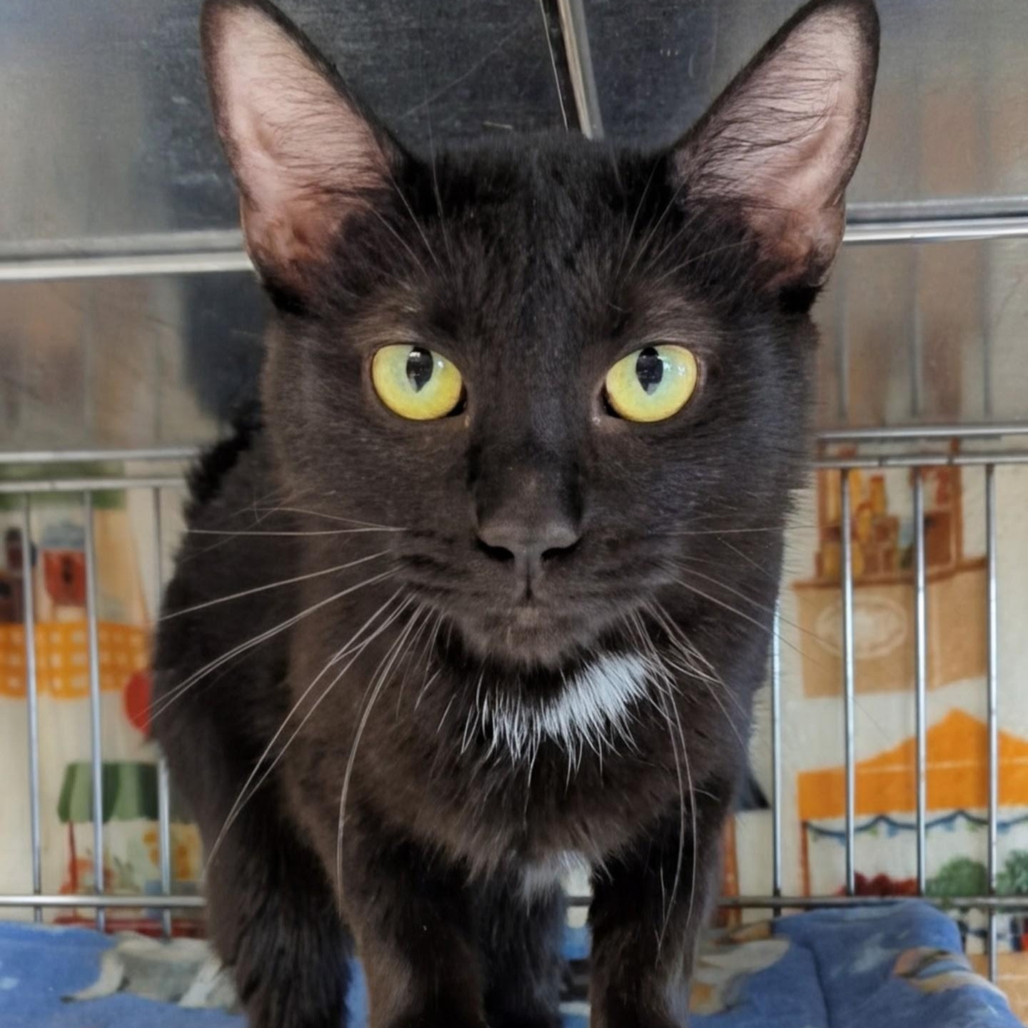 Enlarge Pegasus , a ADOPTABLE Domestic Short Hair in West Jefferson, OH image 6/6