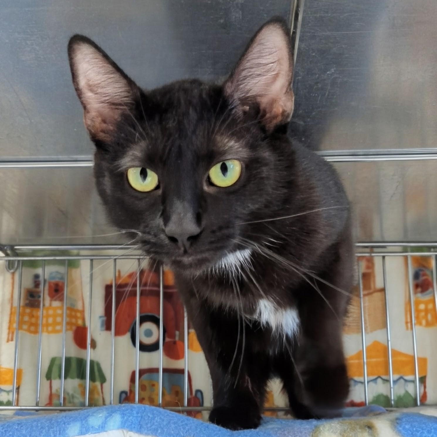 Enlarge Pegasus , a ADOPTABLE Domestic Short Hair in West Jefferson, OH image 3/6