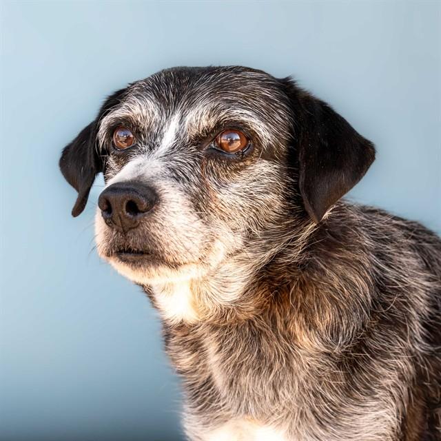 SNOOP DOG, Adoptable, Senior Male Terrier.