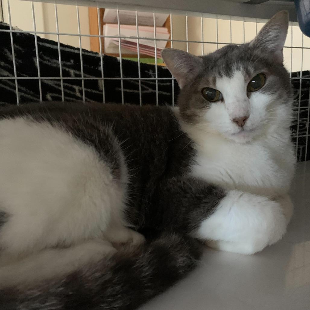 Enlarge Moira, a Adoptable American Shorthair in Portland, OR image 2/2