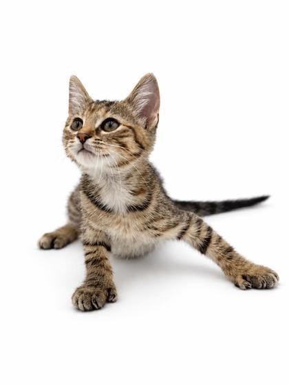 Alice, Adoptable, Kitten Female Domestic Short Hair & Domestic Short Hair.