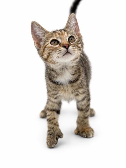 Enlarge Alice, a Adoptable mixed breed in Bowling Green, KY image 2/3