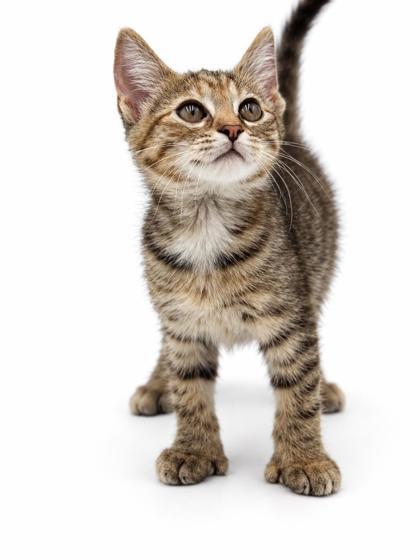 Enlarge Alice, a Adoptable mixed breed in Bowling Green, KY image 3/3