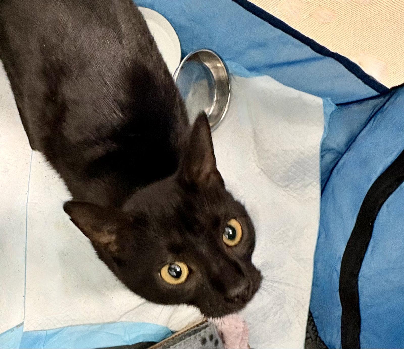 Sweets, Adoptable, Adult Female Bombay.