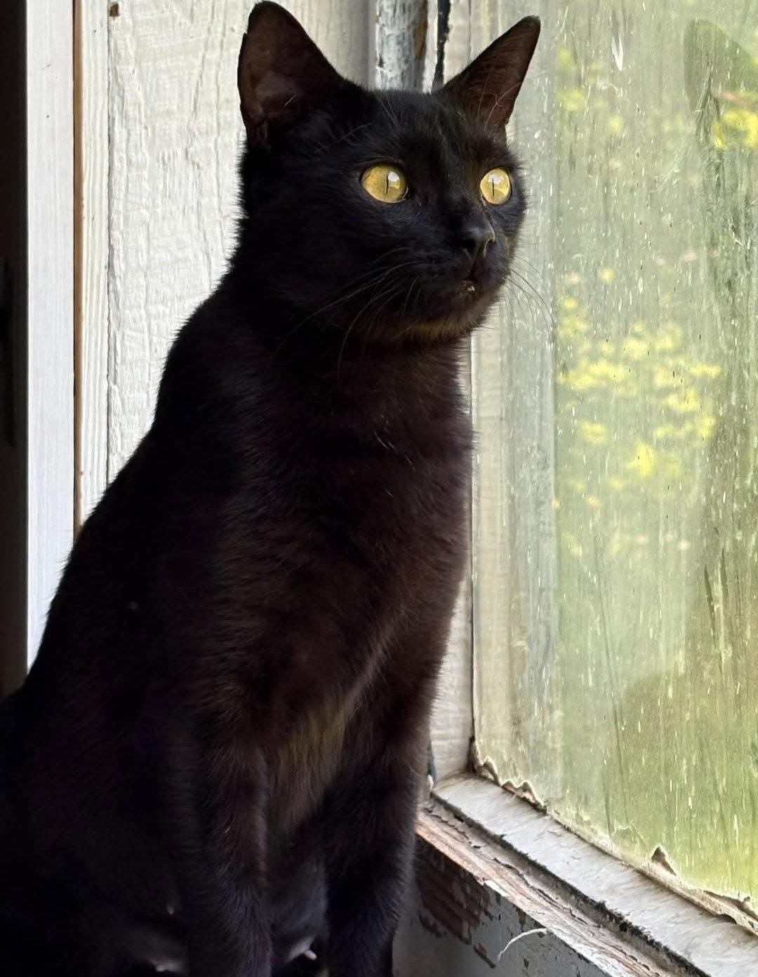 Sweets, a Adoptable Bombay in Flint Hill, VA image 2/2
