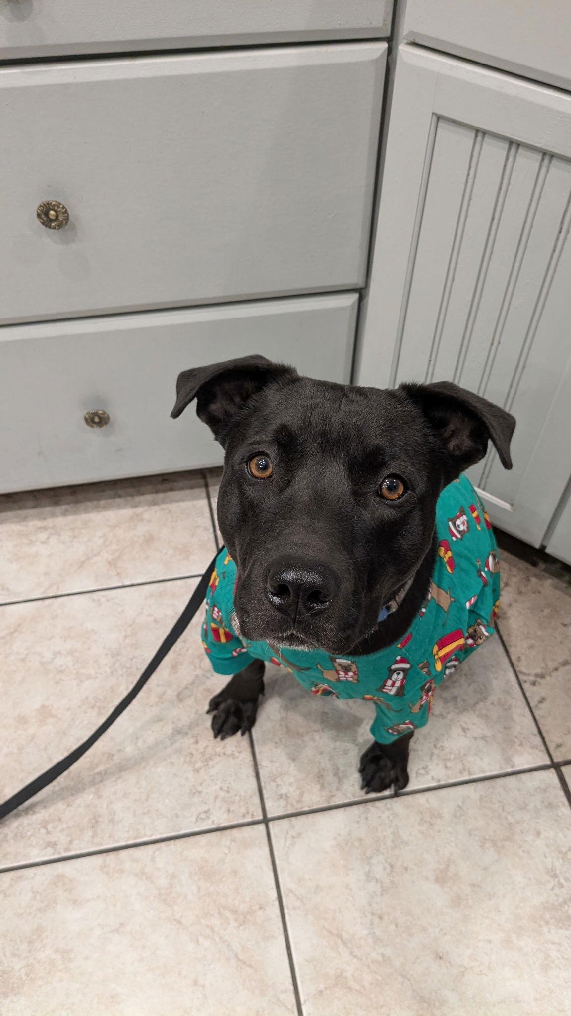 STORM, Adoptable, Adult Male Black Labrador Retriever & Pit Bull Terrier.
