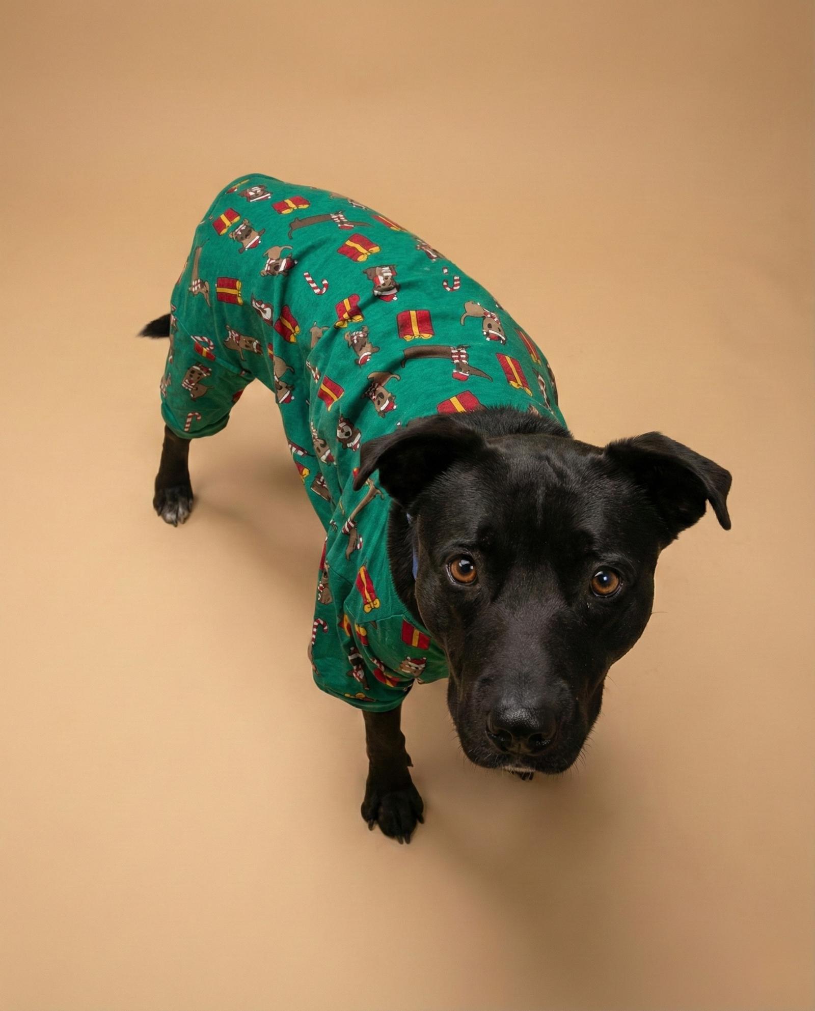 Enlarge STORM, a Adoptable mixed breed in Chandler, AZ image 2/3