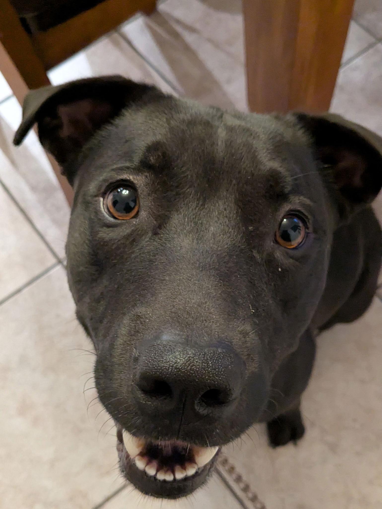 STORM, a Adoptable mixed breed in Chandler, AZ image 1/3