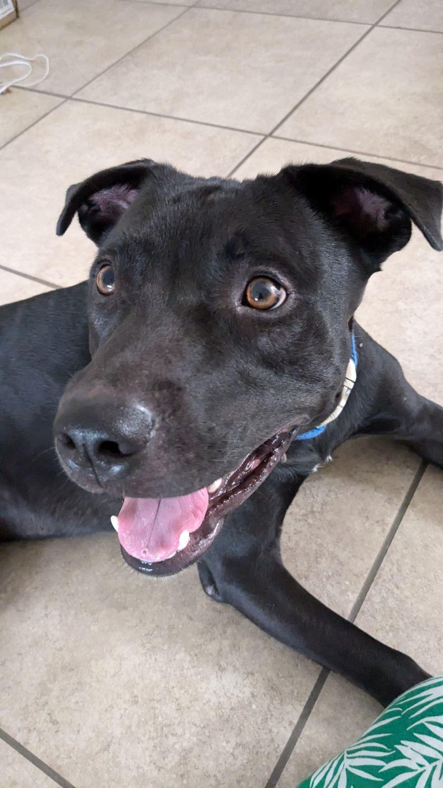 STORM, a Adoptable mixed breed in Chandler, AZ image 3/3