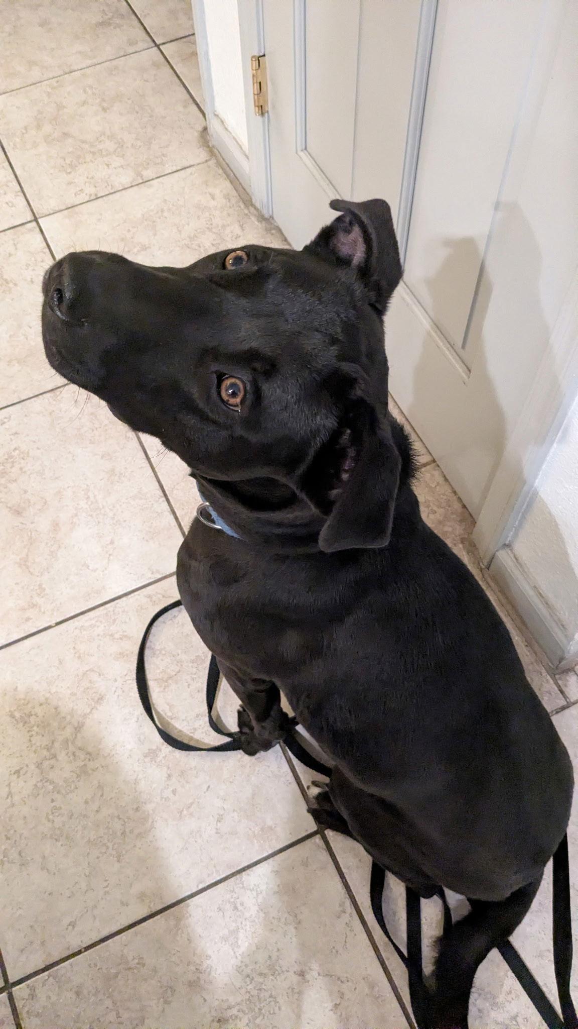 Enlarge STORM, a Adoptable mixed breed in Chandler, AZ image 3/3