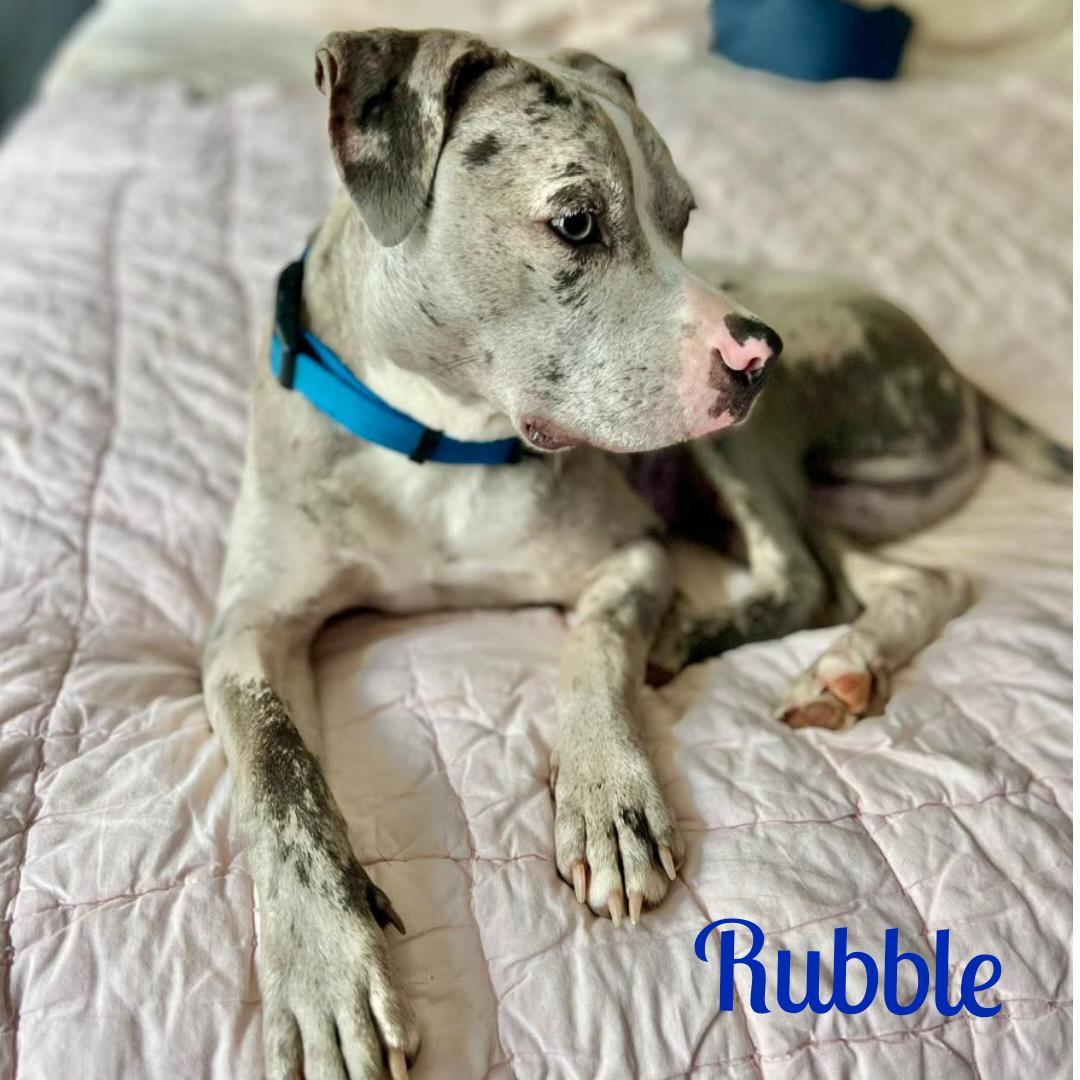 Enlarge RUBBLE, a ADOPTABLE mixed breed in Madisonville, LA image 6/6