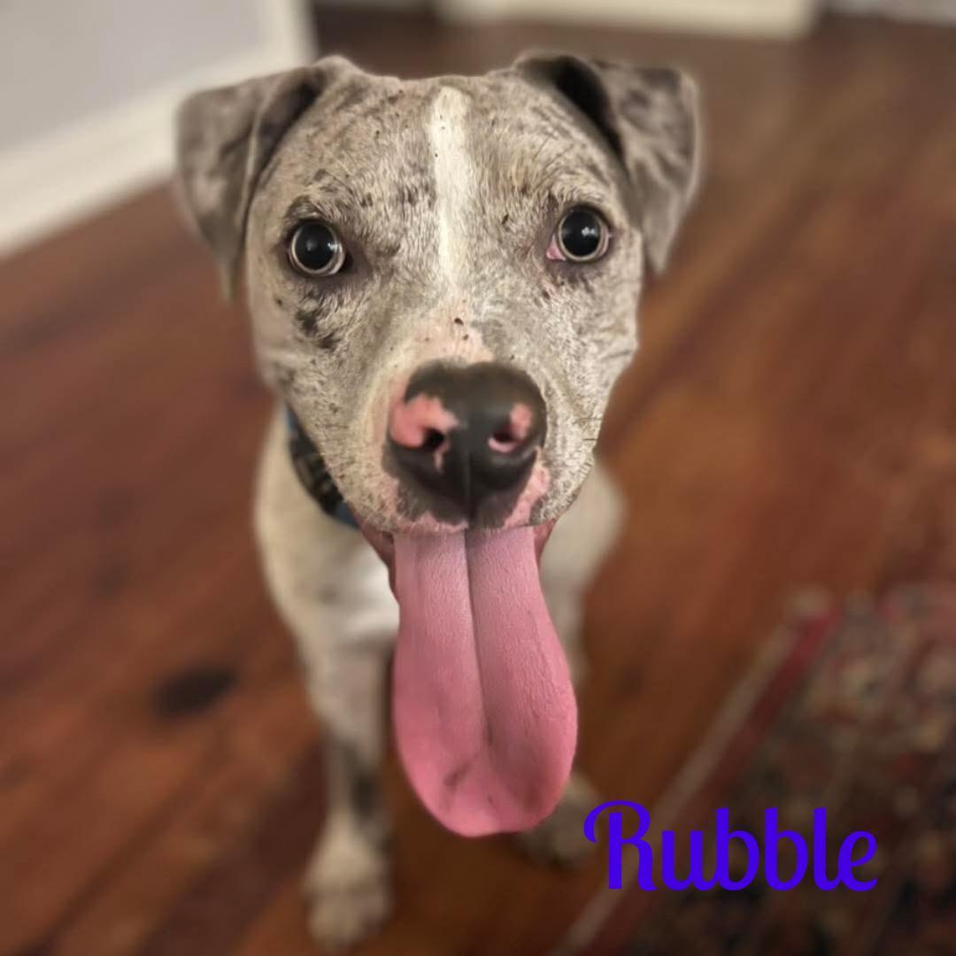 Enlarge RUBBLE, a ADOPTABLE mixed breed in Madisonville, LA image 3/6