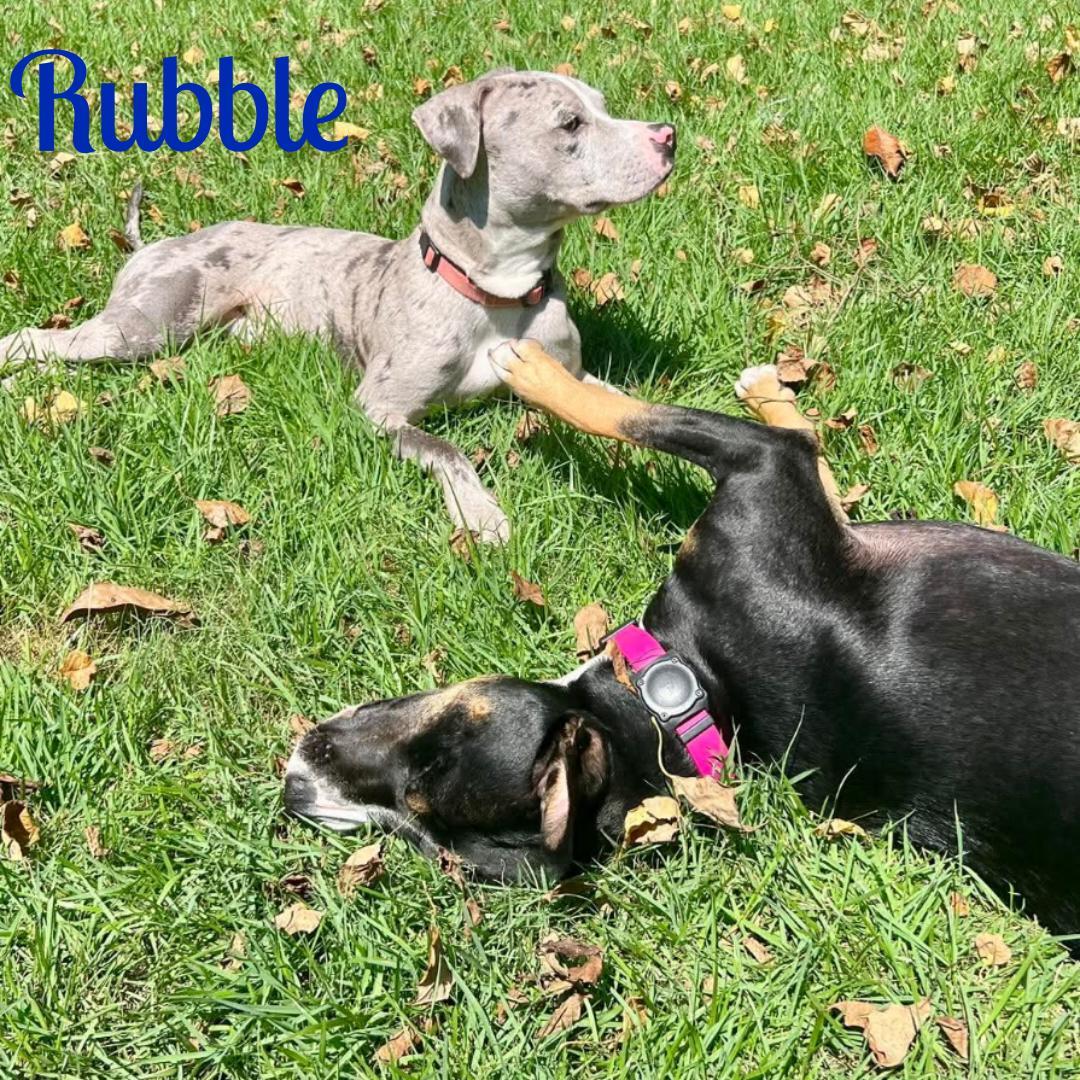 Enlarge RUBBLE, a ADOPTABLE mixed breed in Madisonville, LA image 4/6