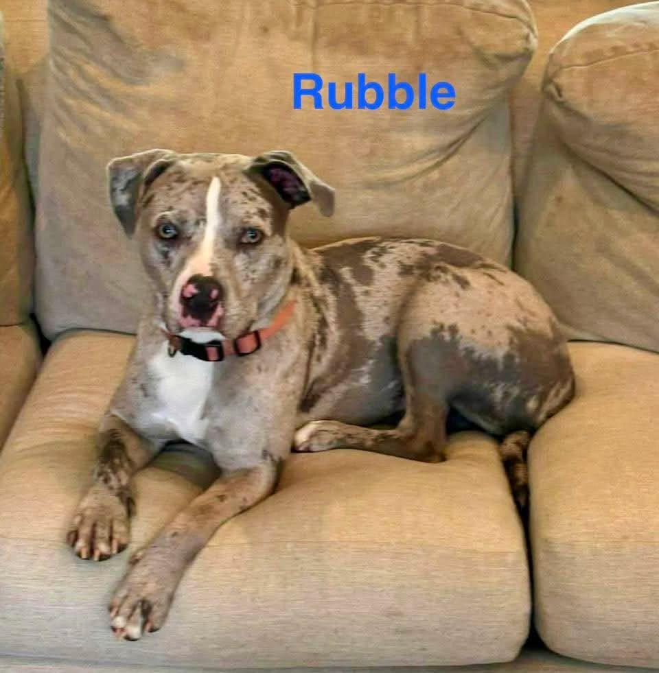 Enlarge RUBBLE, a ADOPTABLE mixed breed in Madisonville, LA image 5/6