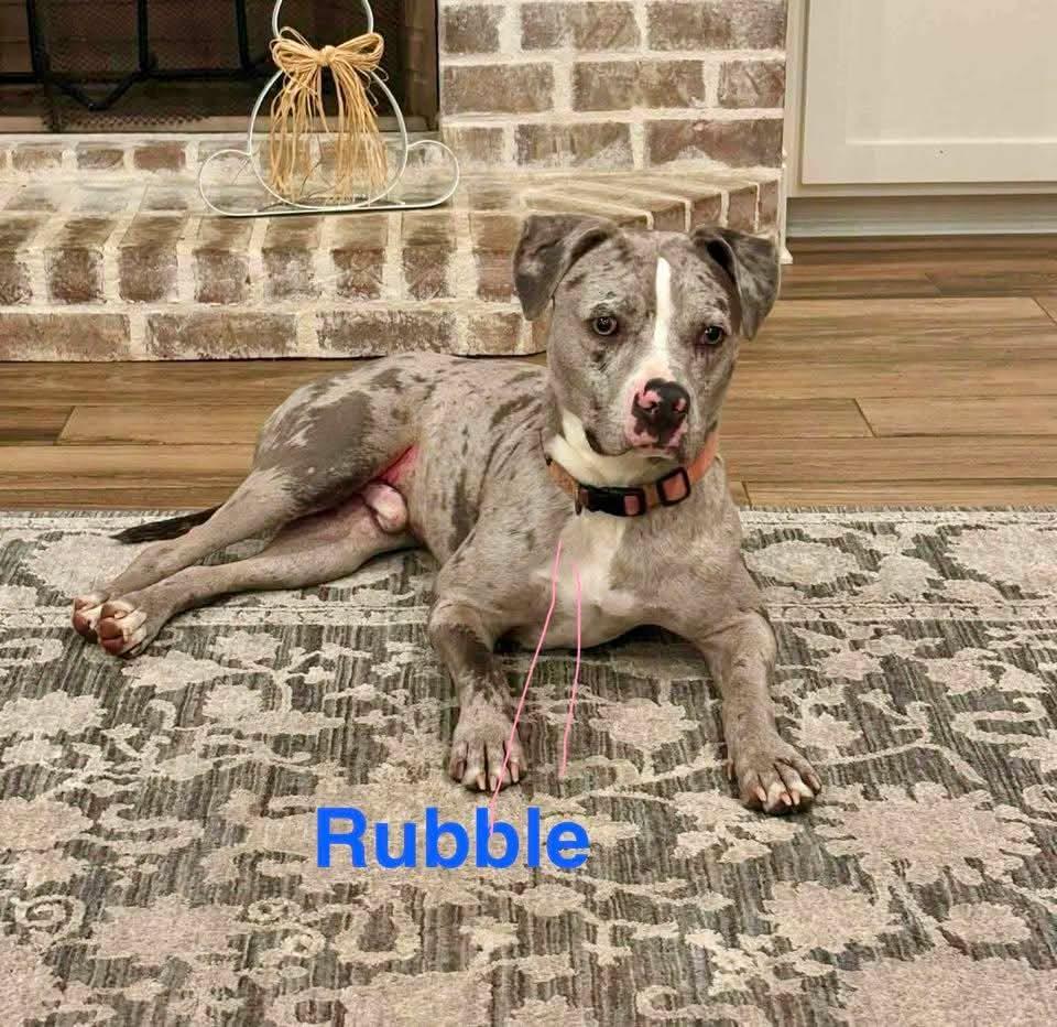 RUBBLE, ADOPTABLE, Adult Male Catahoula Leopard Dog & Pit Bull Terrier.