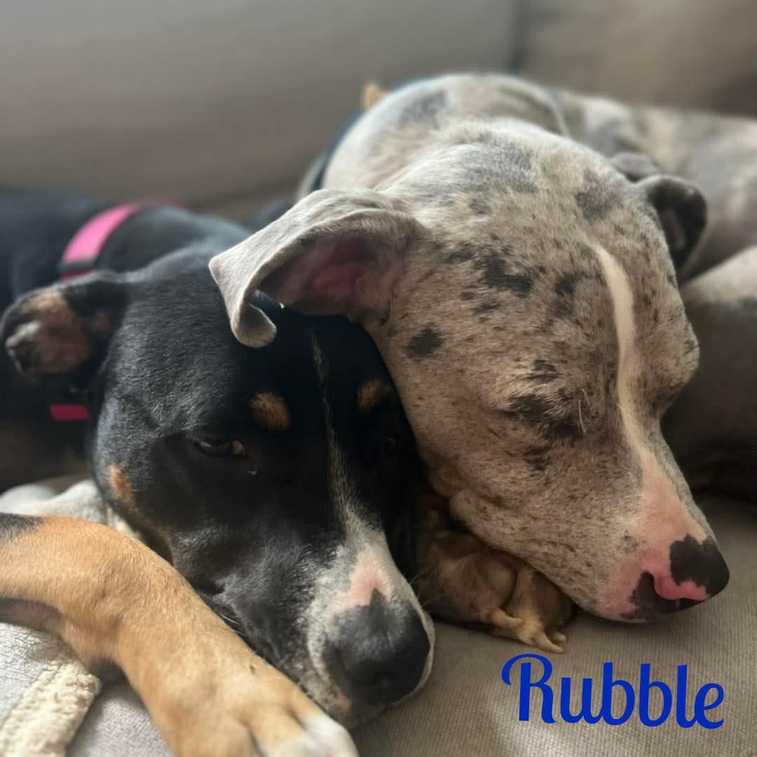 Enlarge RUBBLE, a ADOPTABLE mixed breed in Madisonville, LA image 5/6