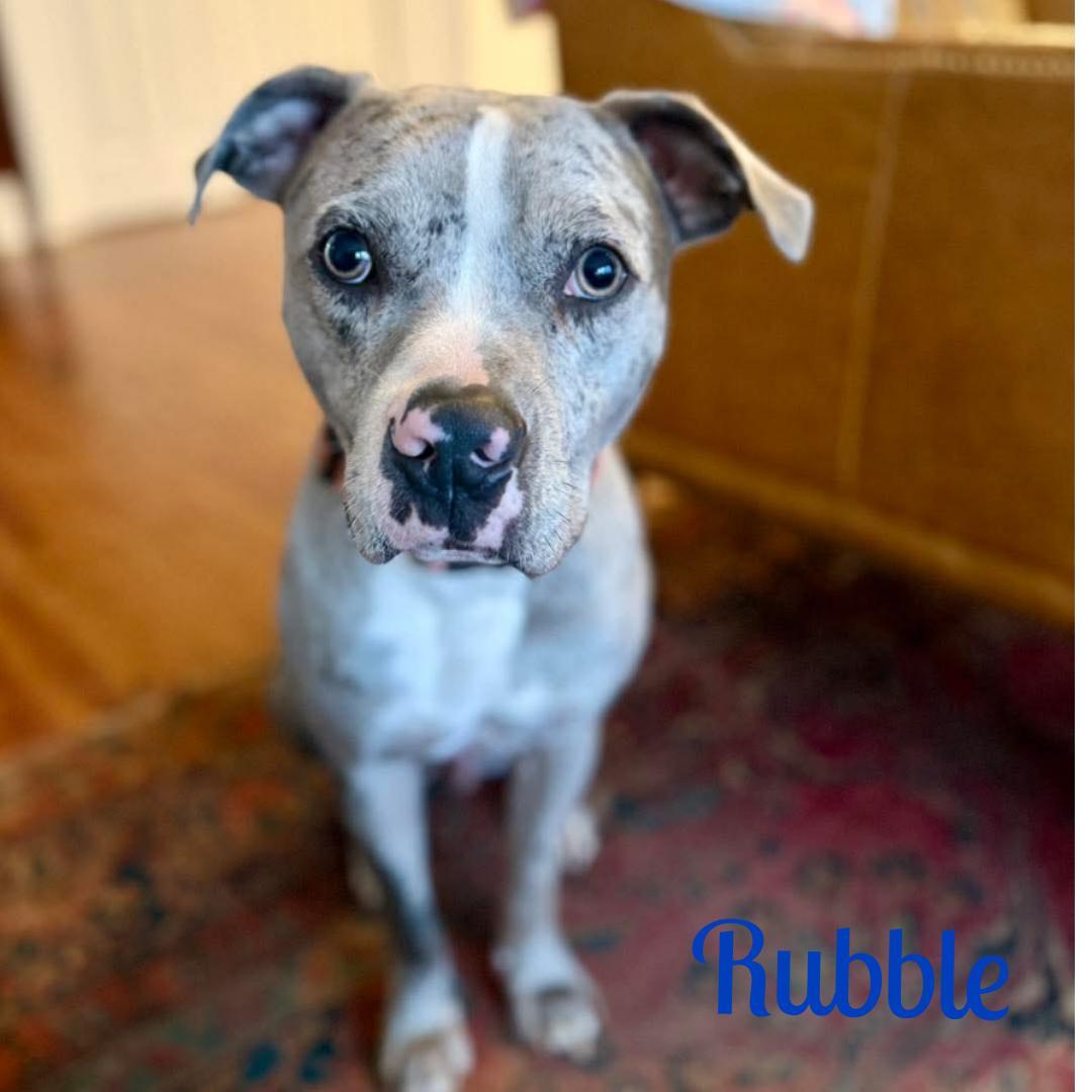 Enlarge RUBBLE, a ADOPTABLE mixed breed in Madisonville, LA image 2/6