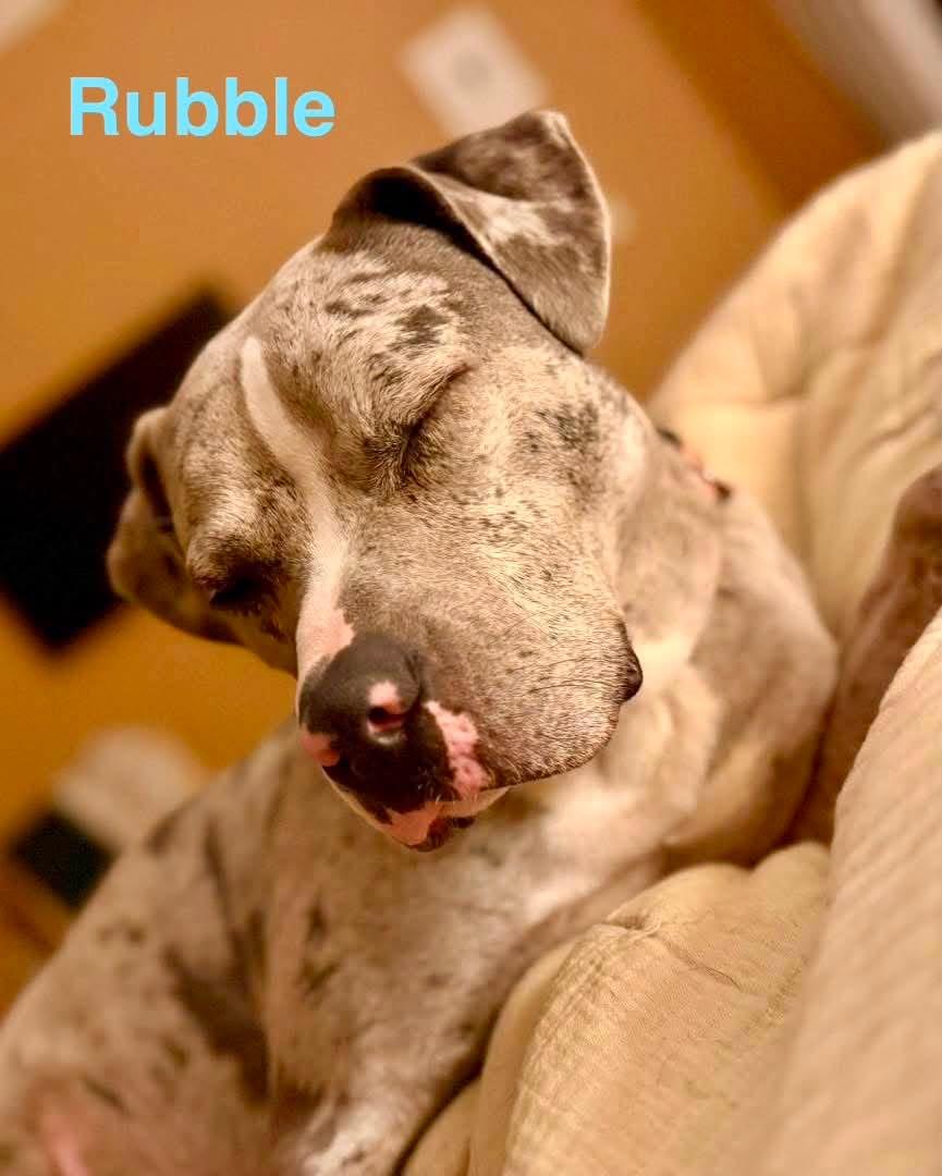 Enlarge RUBBLE, a ADOPTABLE mixed breed in Madisonville, LA image 3/6