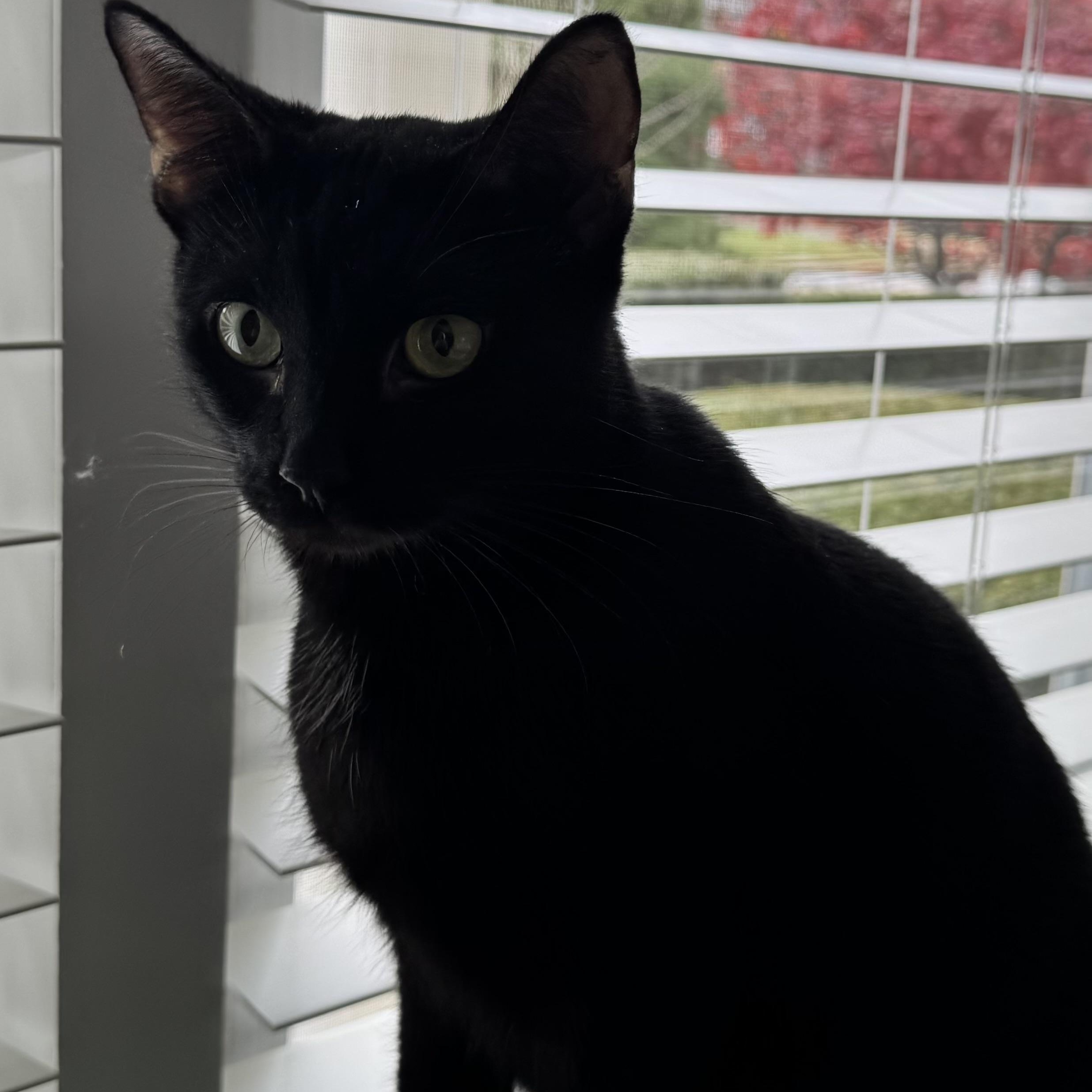 Enlarge Ash, a Adoptable Domestic Short Hair in Wanaque, NJ image 3/6