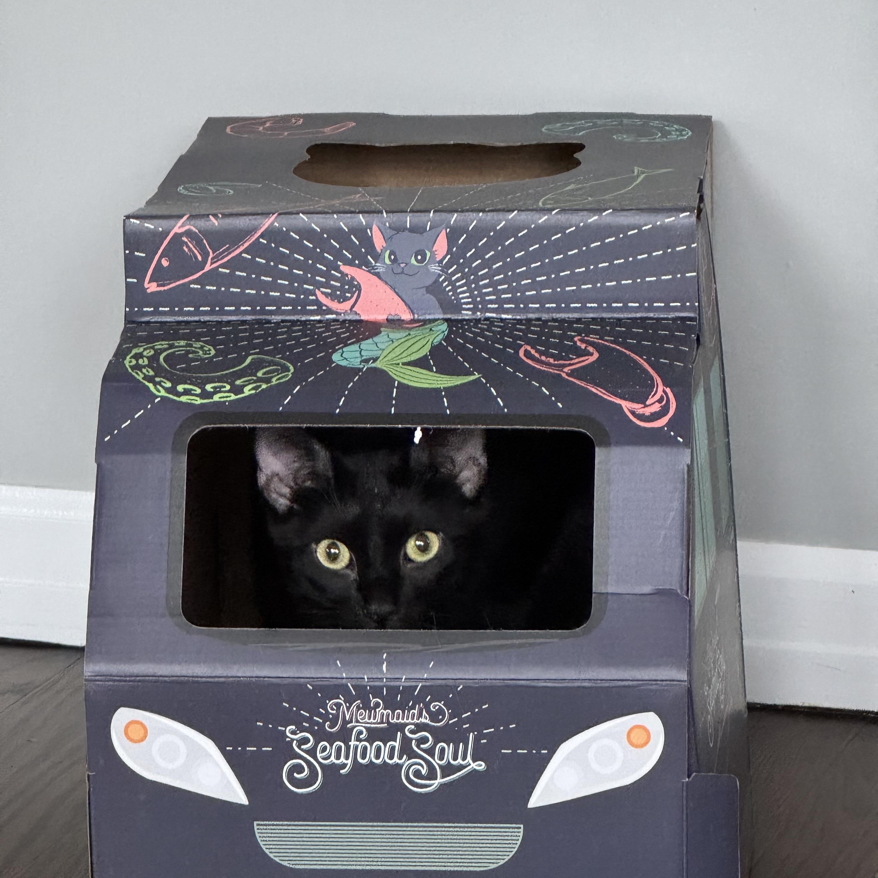 Enlarge Ash, a Adoptable Domestic Short Hair in Wanaque, NJ image 1/6