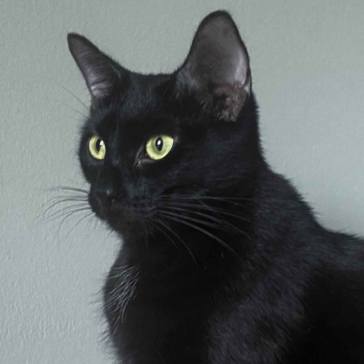 Enlarge Ash, a Adoptable Domestic Short Hair in Wanaque, NJ image 2/6
