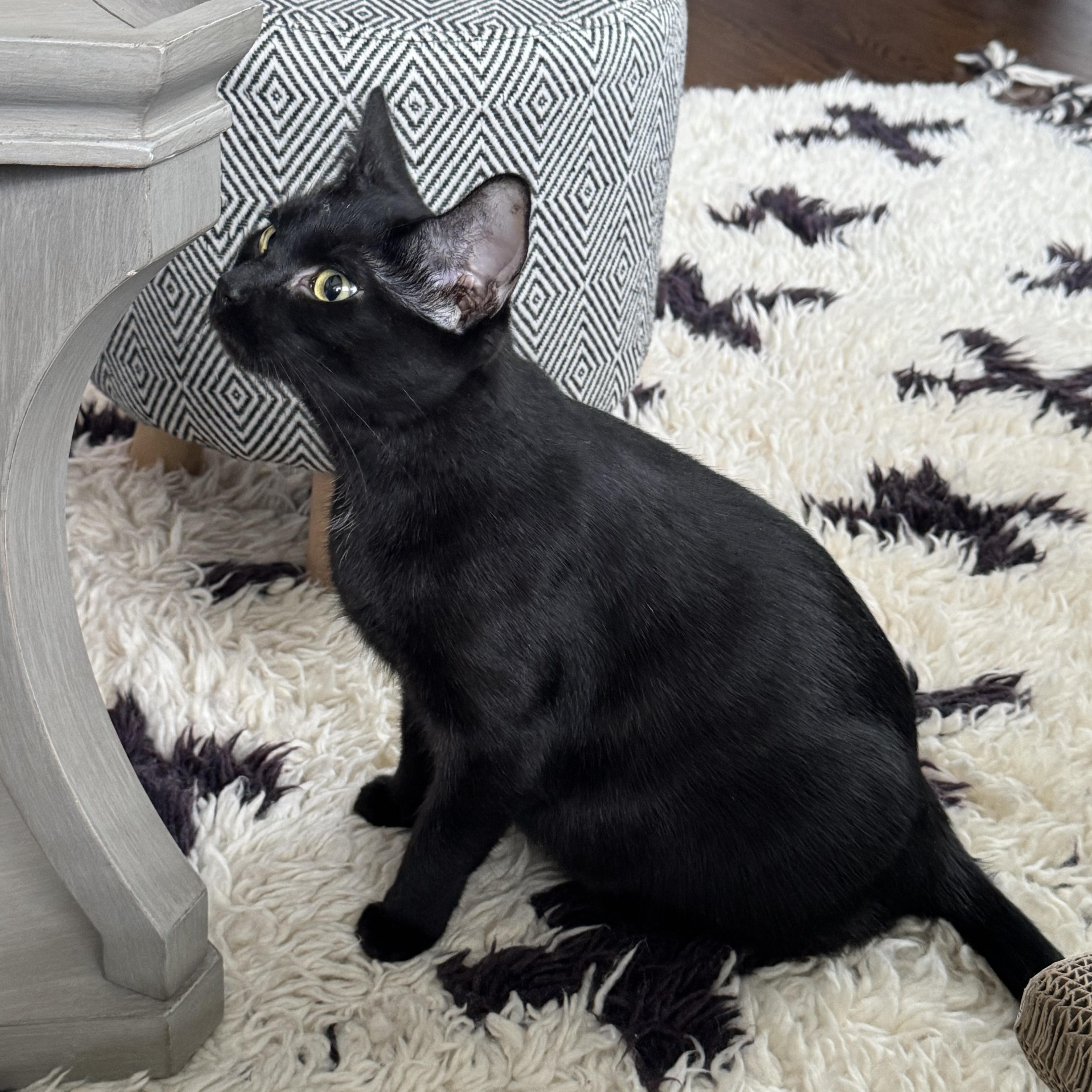 Enlarge Ash, a Adoptable Domestic Short Hair in Wanaque, NJ image 6/6