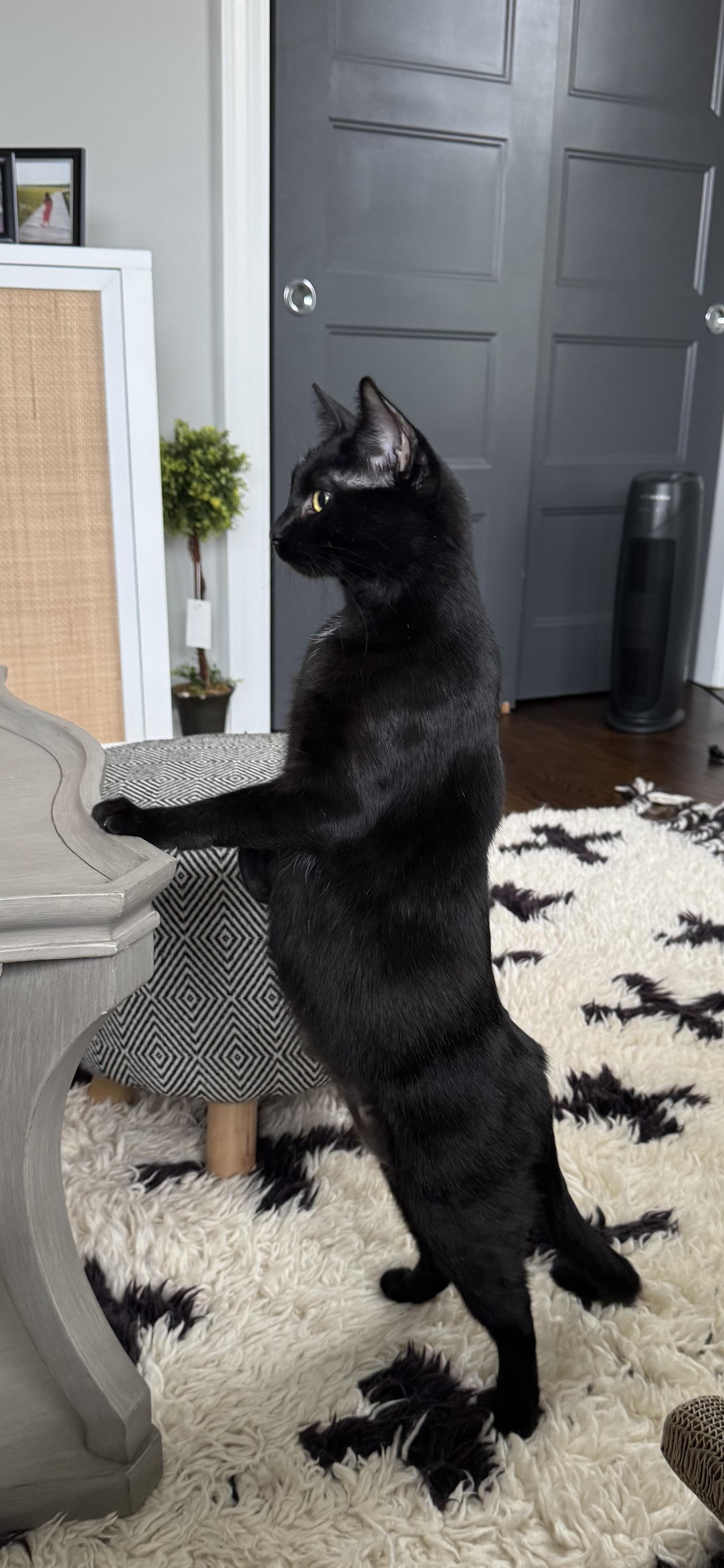 Enlarge Ash, a Adoptable Domestic Short Hair in Wanaque, NJ image 4/6