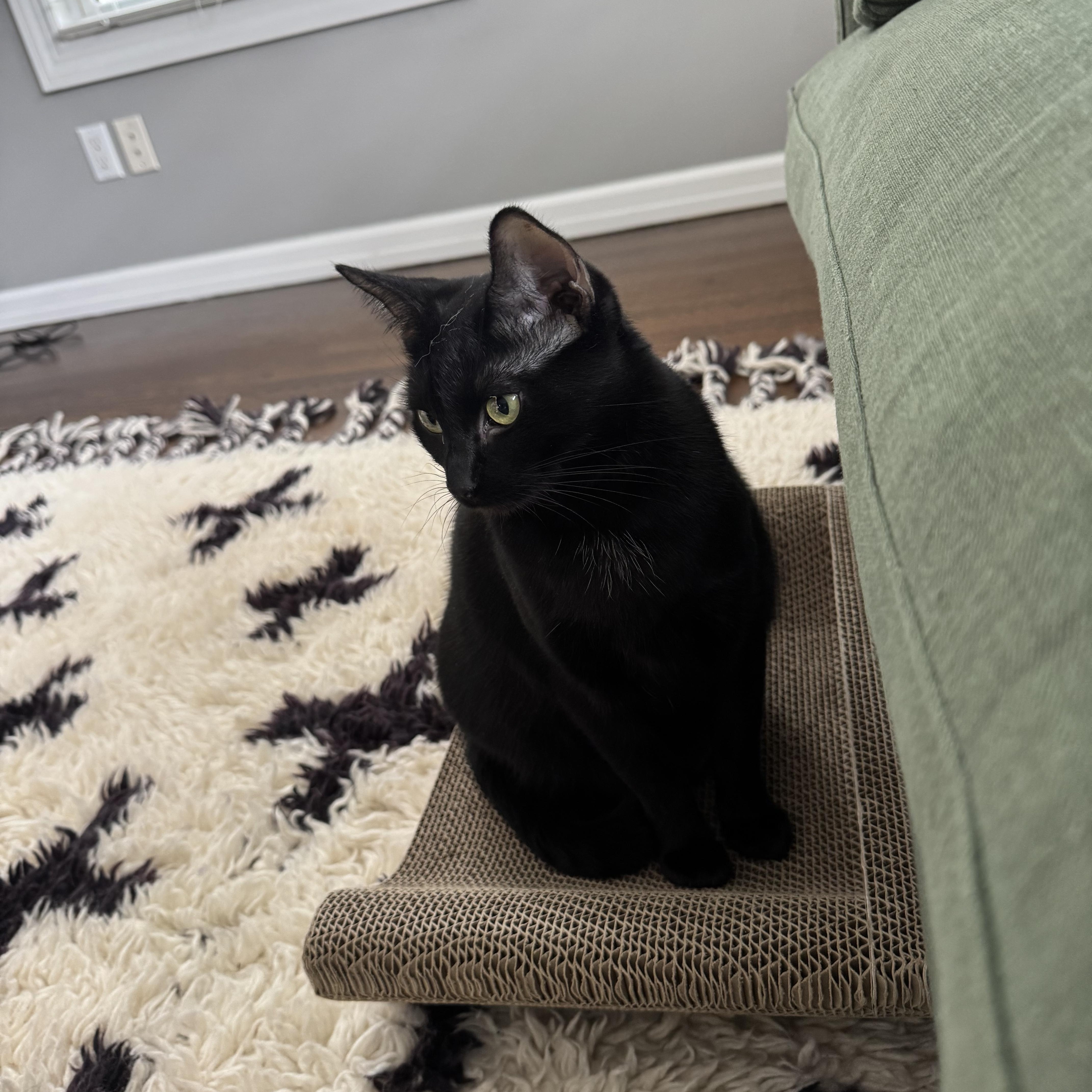 Enlarge Ash, a Adoptable Domestic Short Hair in Wanaque, NJ image 5/6