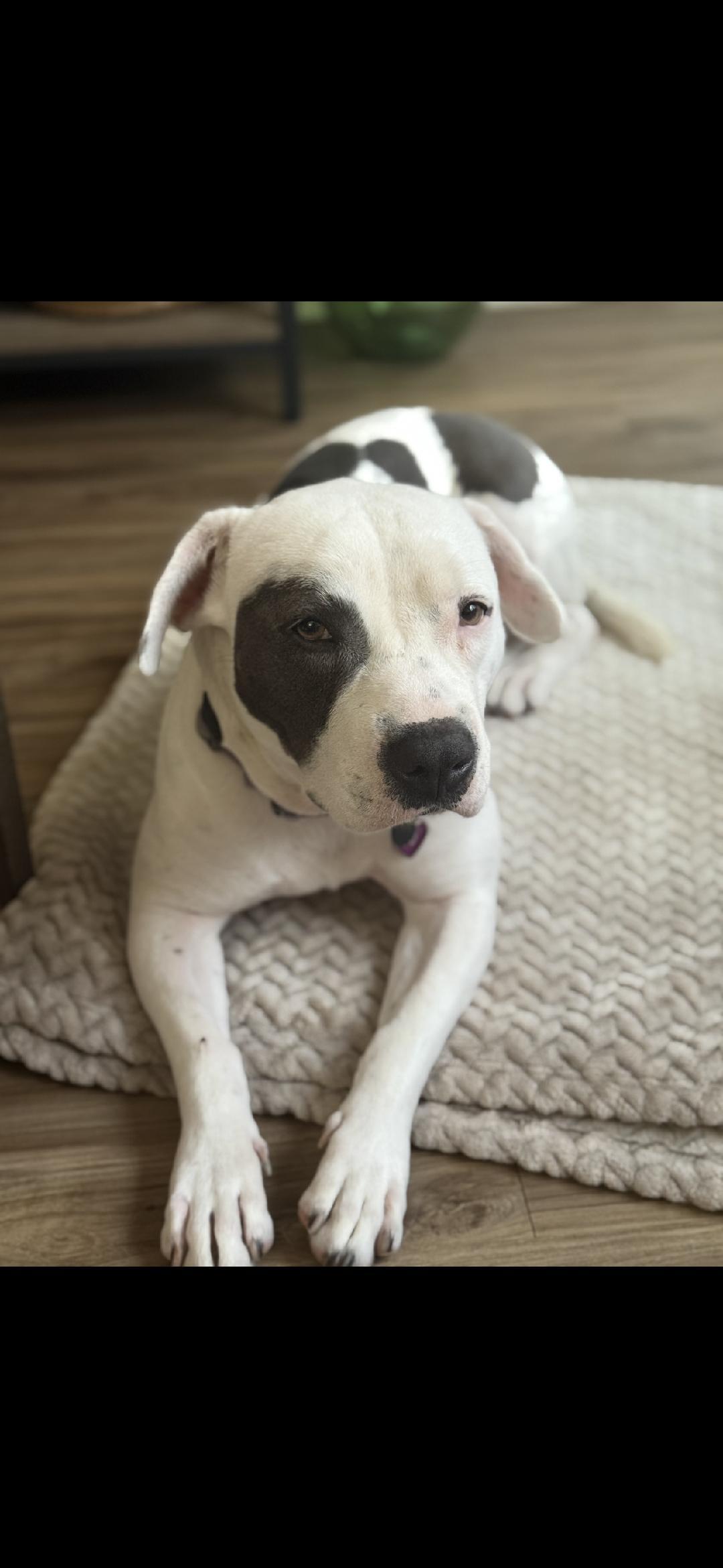 TJ, a Adoptable mixed breed in BEVERLY HILLS, CA image 1/5