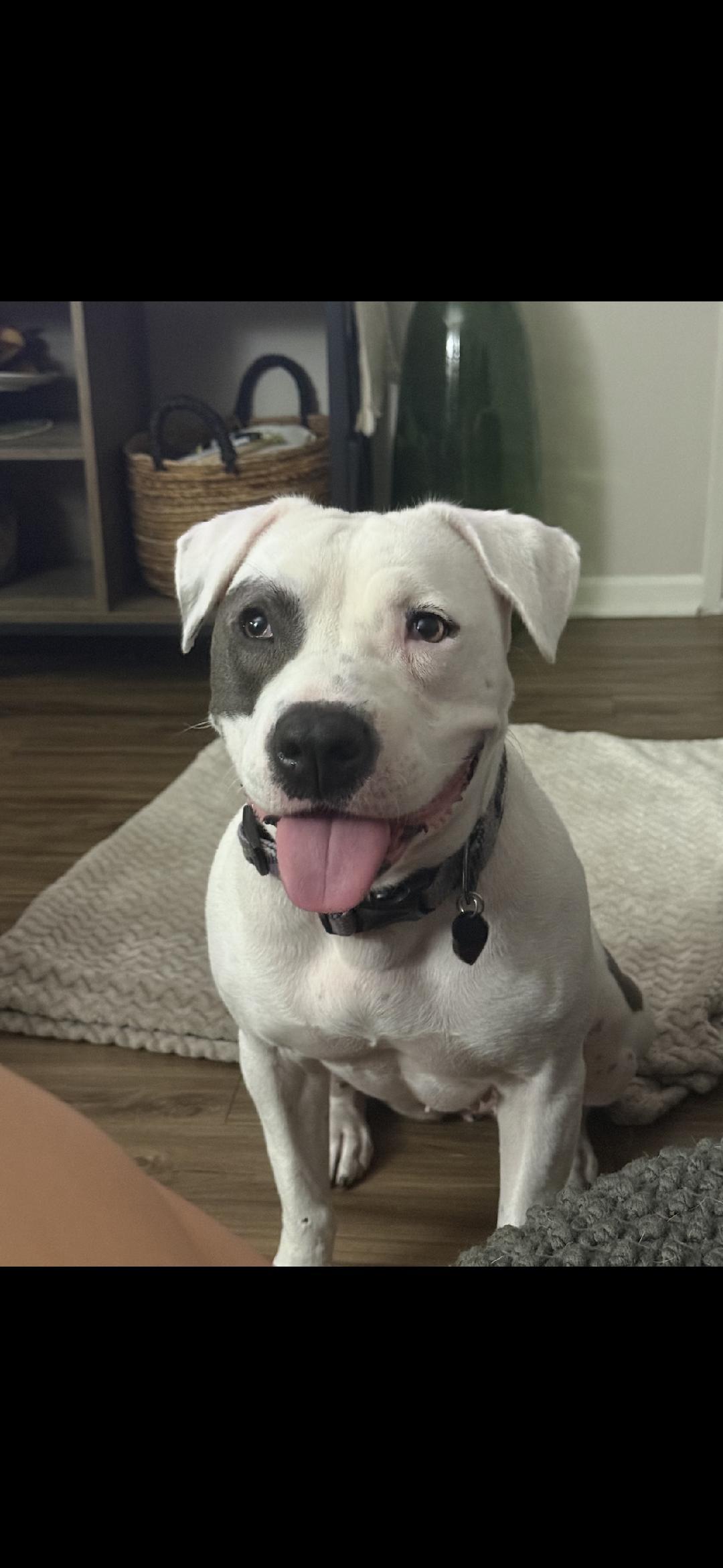 TJ, a Adoptable mixed breed in BEVERLY HILLS, CA image 2/5