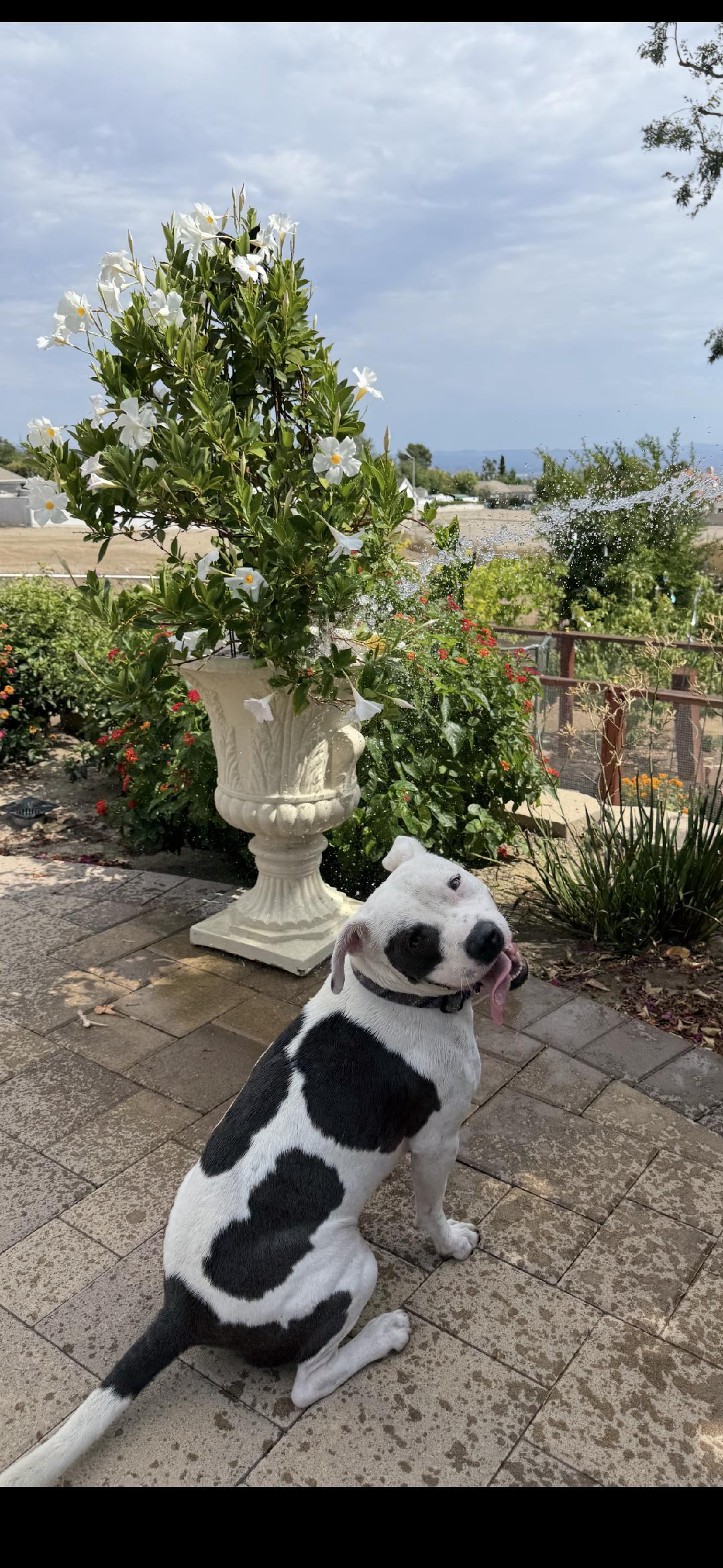 TJ, a Adoptable mixed breed in BEVERLY HILLS, CA image 3/5