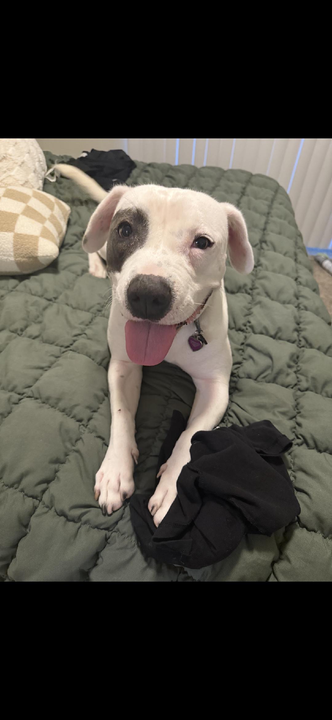 TJ, a Adoptable mixed breed in BEVERLY HILLS, CA image 4/5