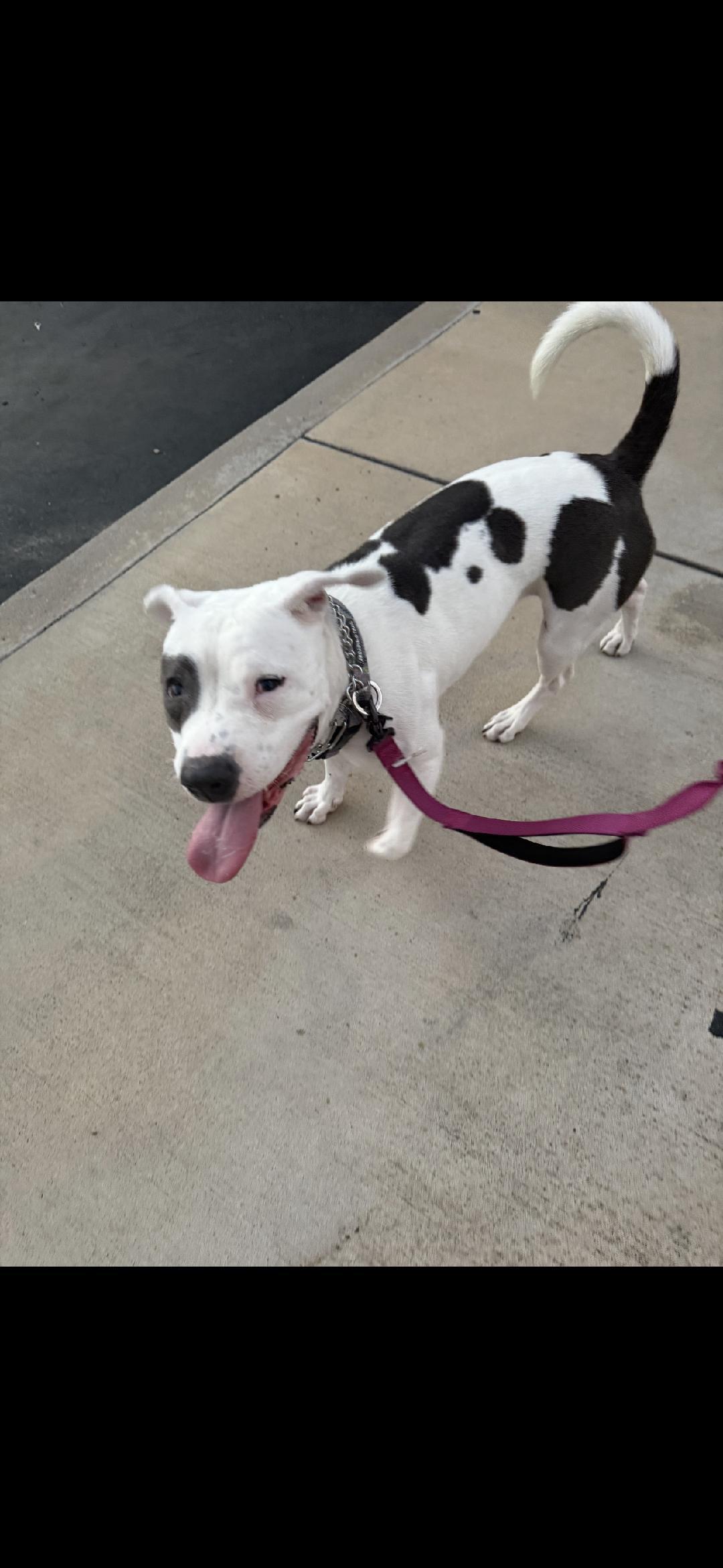 TJ, a Adoptable mixed breed in BEVERLY HILLS, CA image 5/5