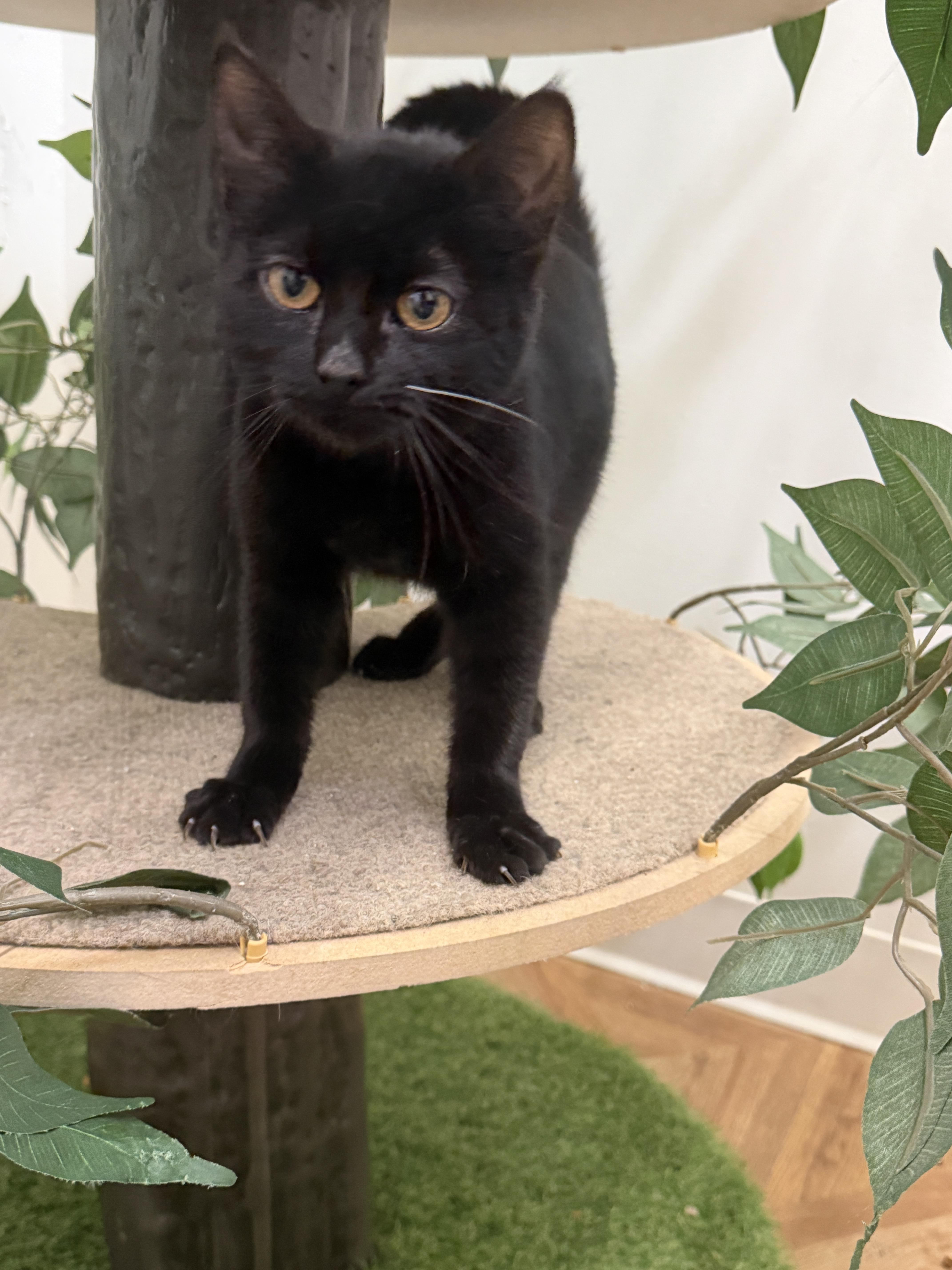 Onyx, Adoptable, Young Female Domestic Short Hair.