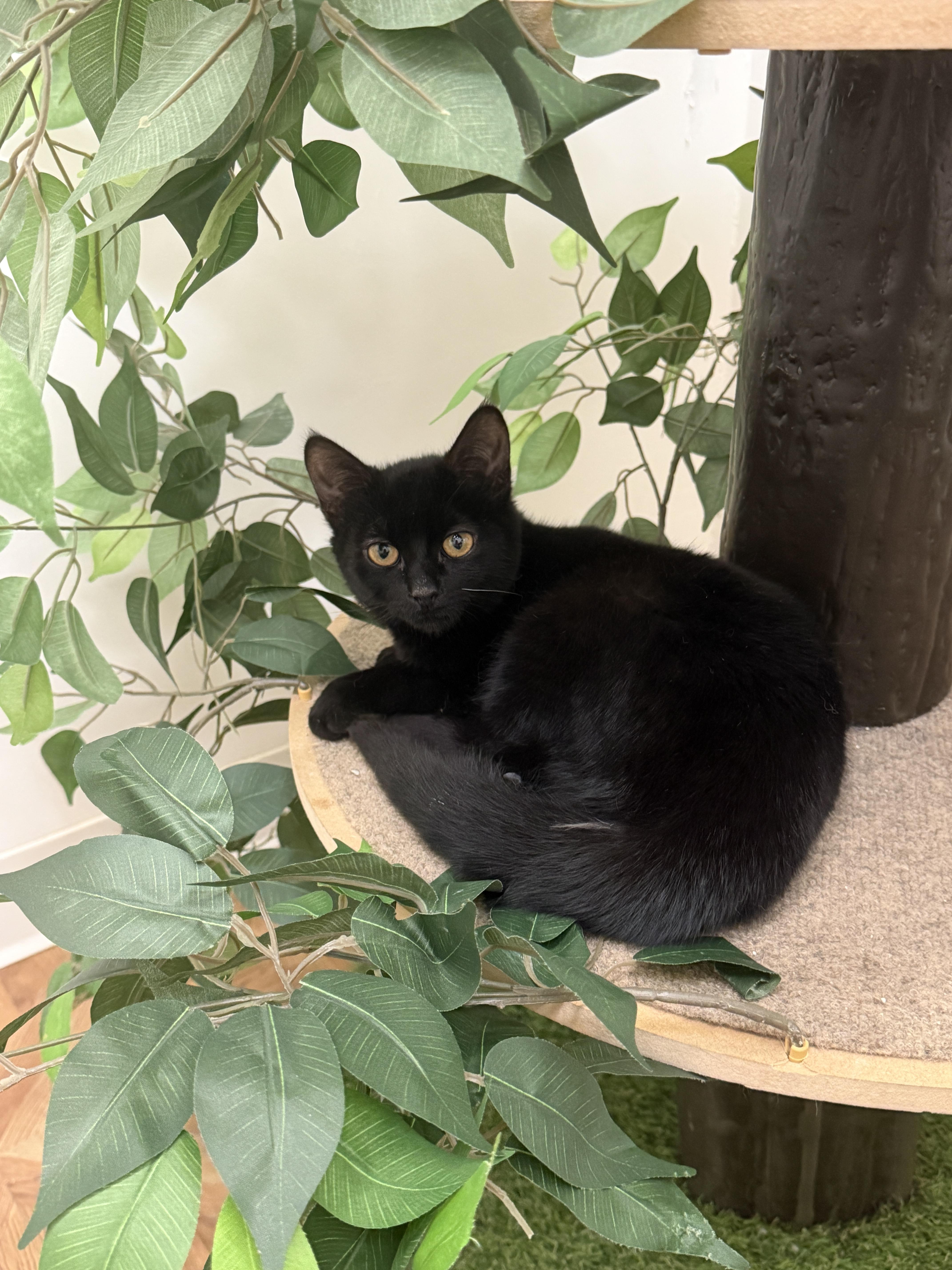 Enlarge Onyx, a Adoptable Domestic Short Hair in South Pasadena, CA image 2/6