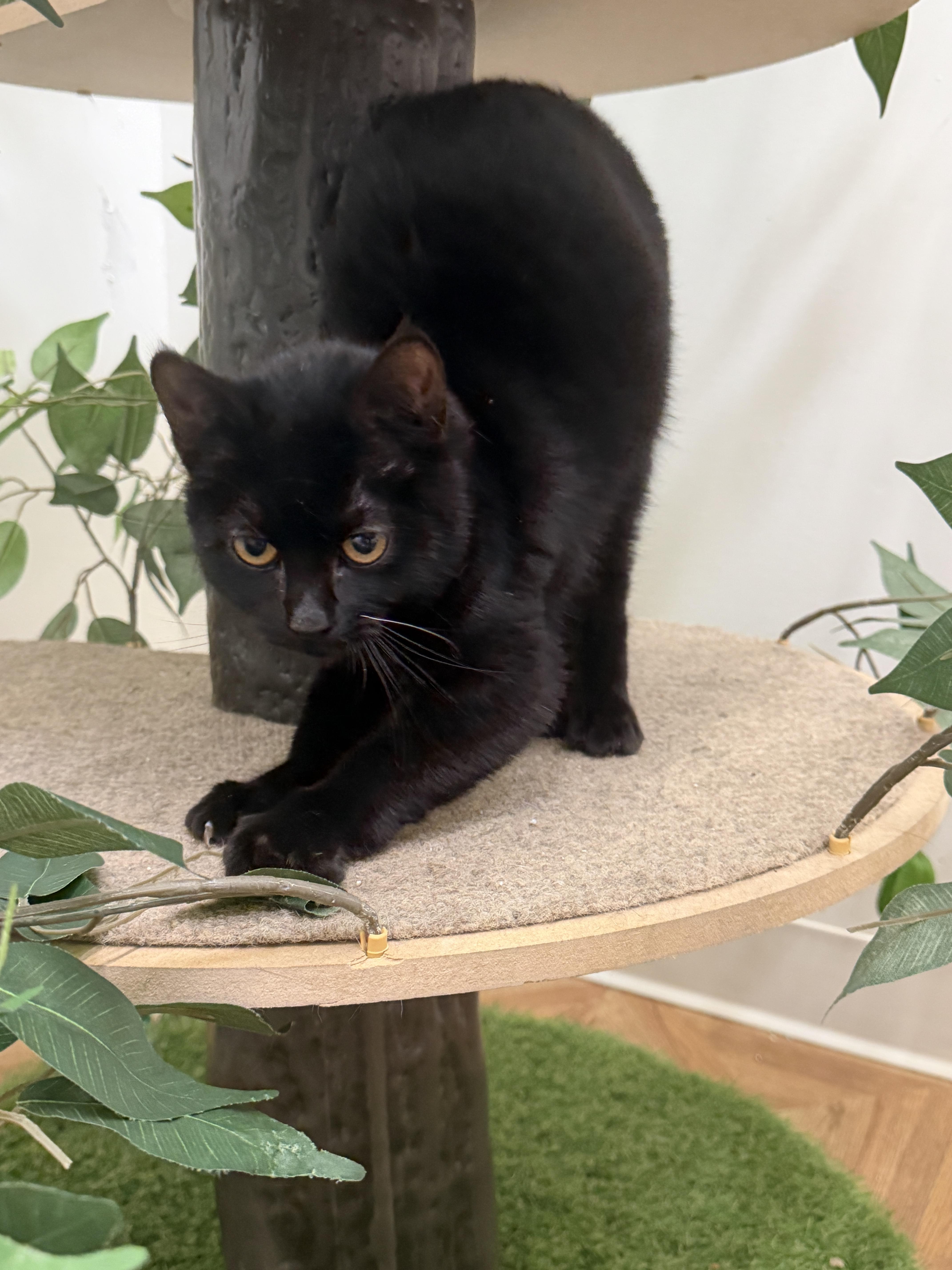 Enlarge Onyx, a Adoptable Domestic Short Hair in South Pasadena, CA image 5/6