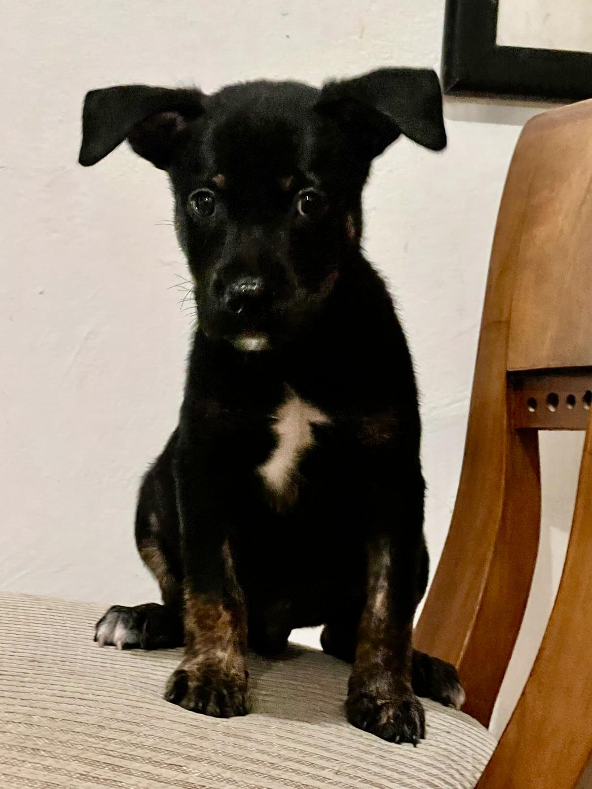 Frodo photo 2