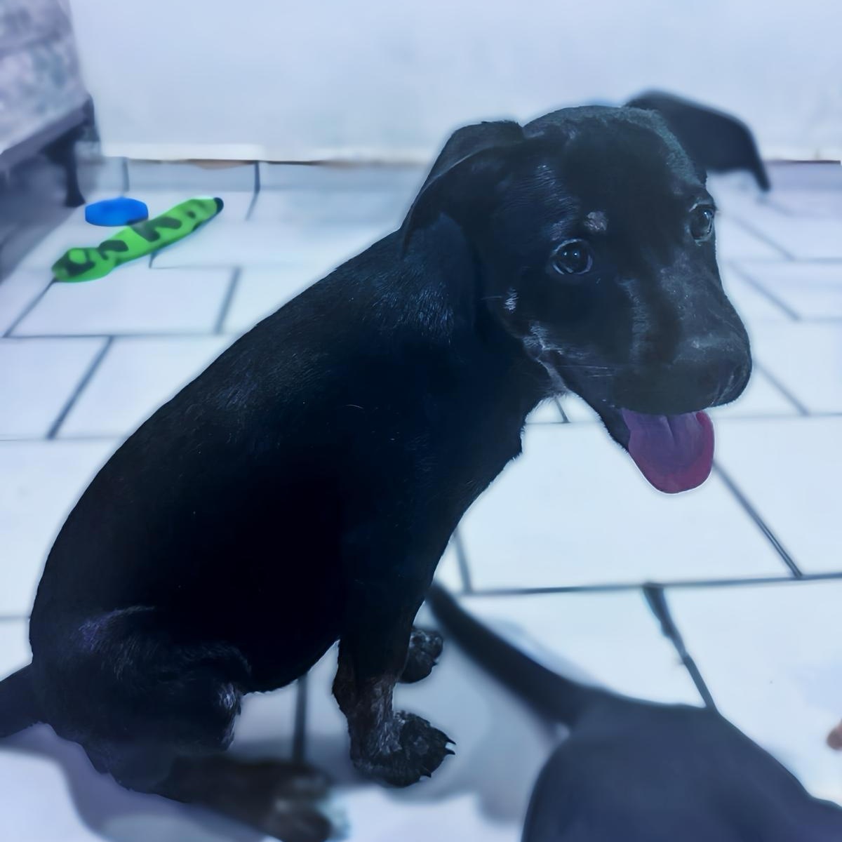 Frodo, a Adoptable mixed breed in Warren, NJ image 3/5